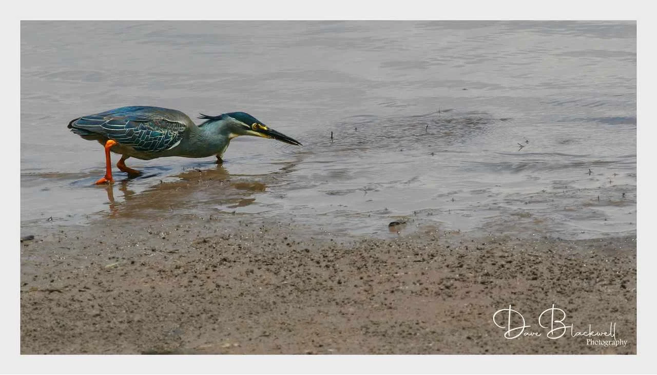 Green Backed Heron
