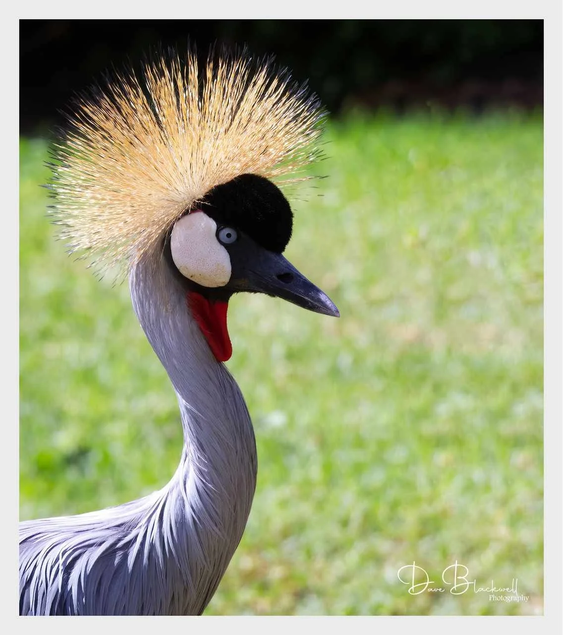 Crowned Crane