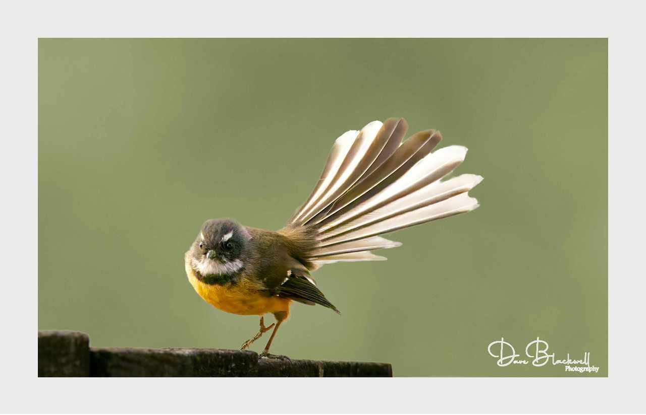 New Zealand Fantail