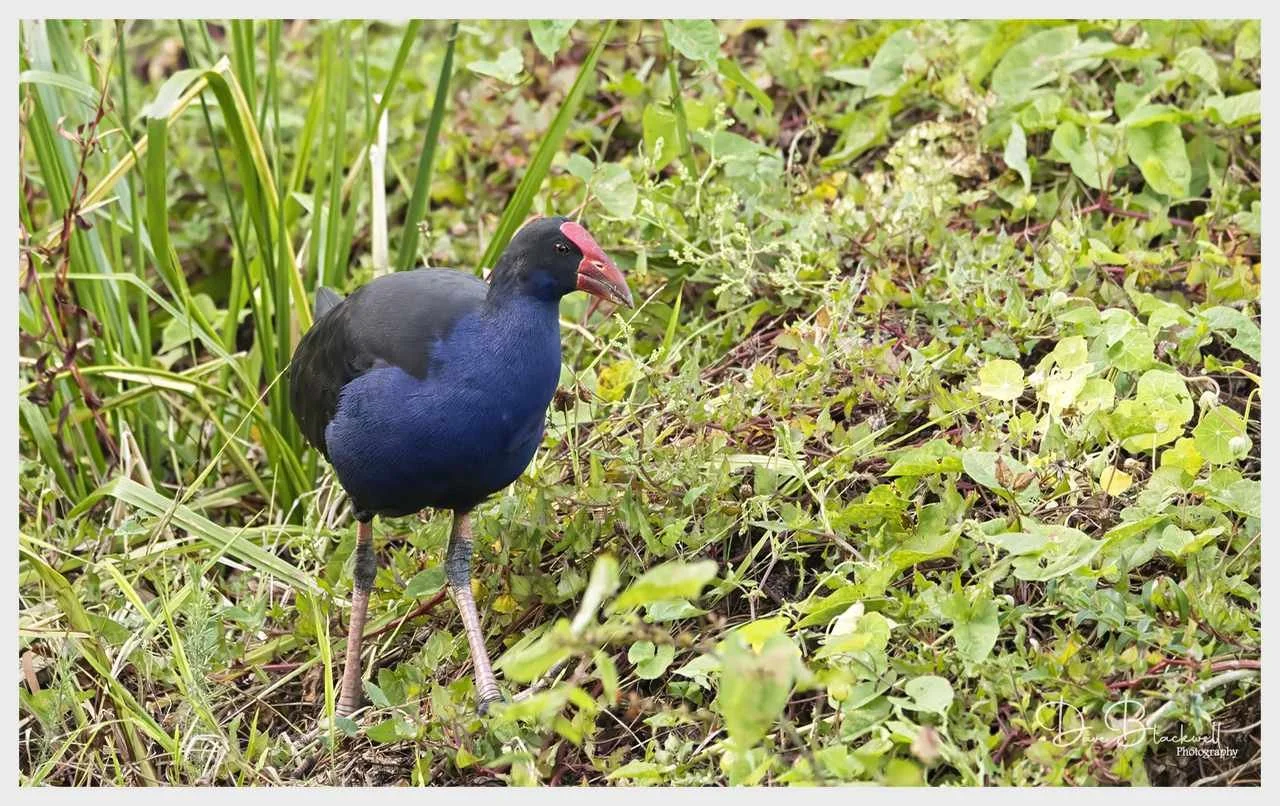 Australasian Swamp Hen