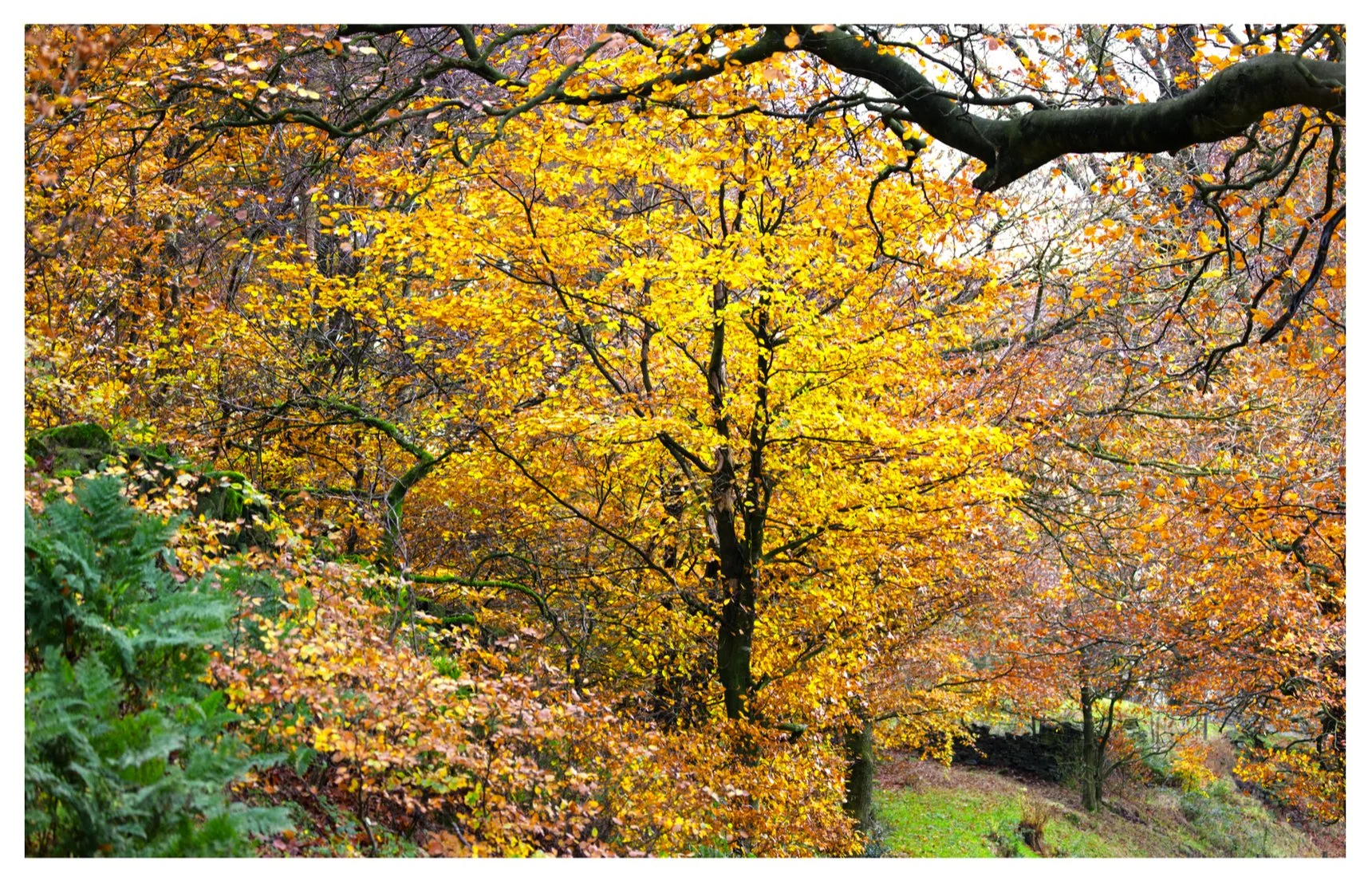Autumn Gold