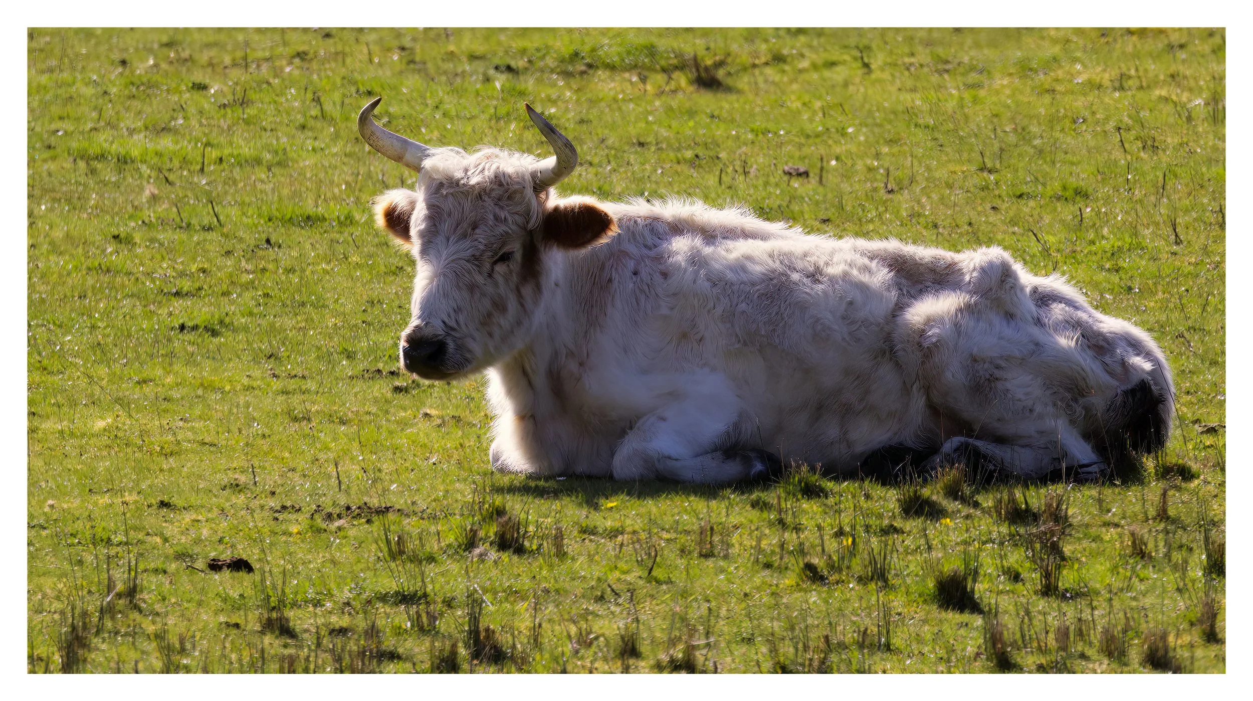 Chillingham Wild cattle