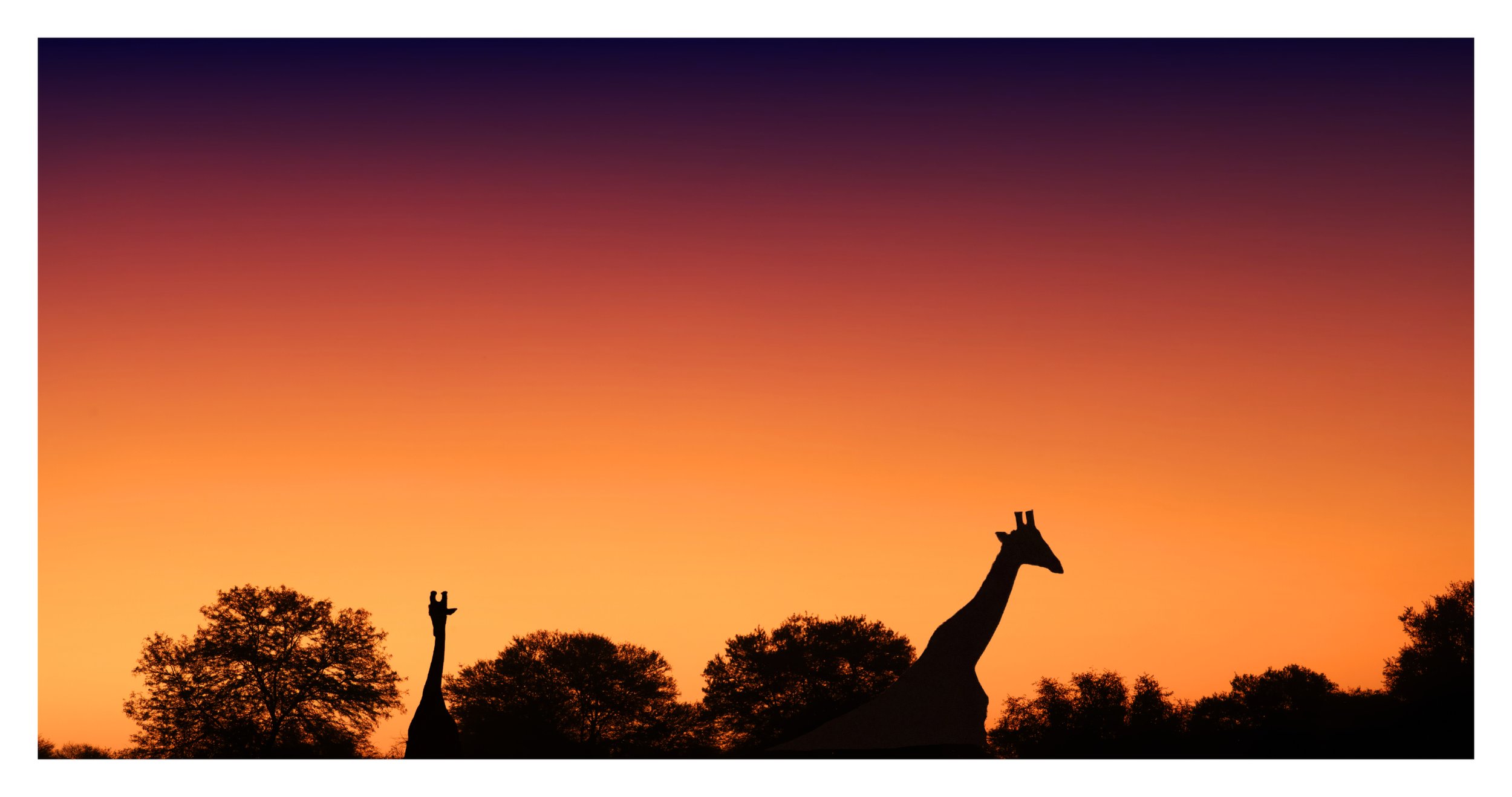 Giraffe at dusk