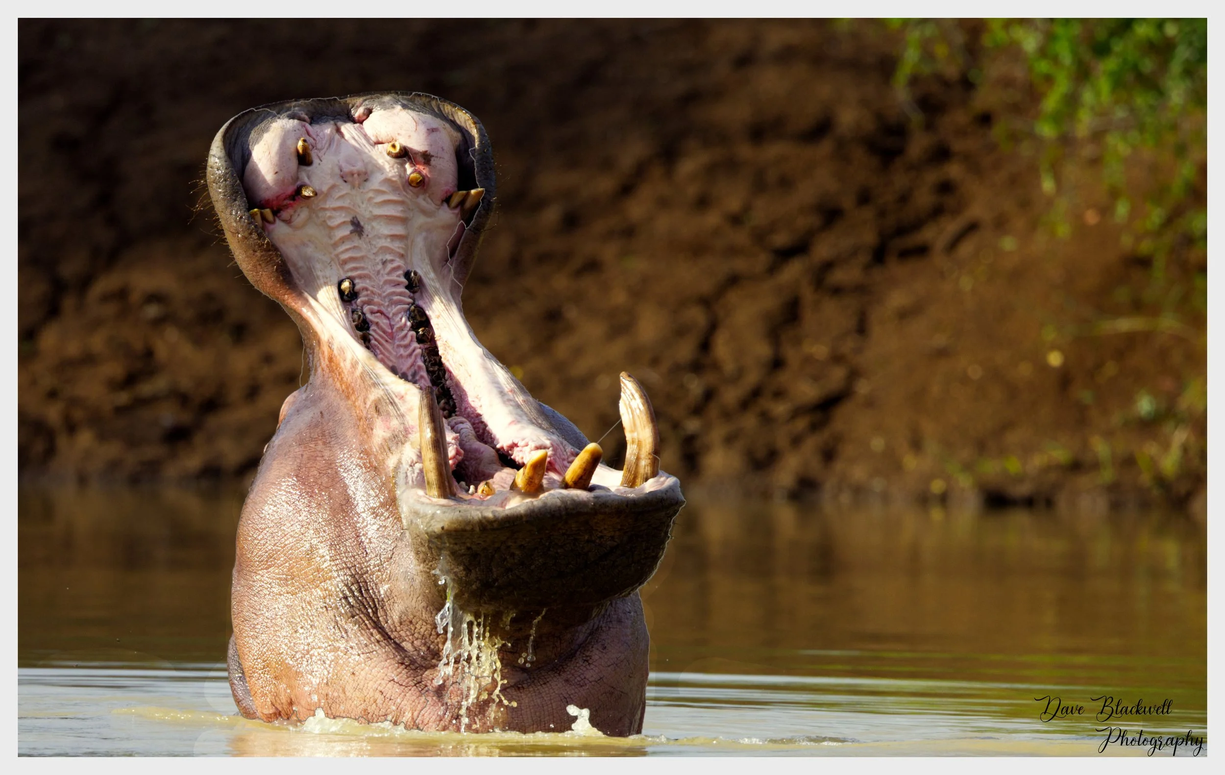 Hippo displaying