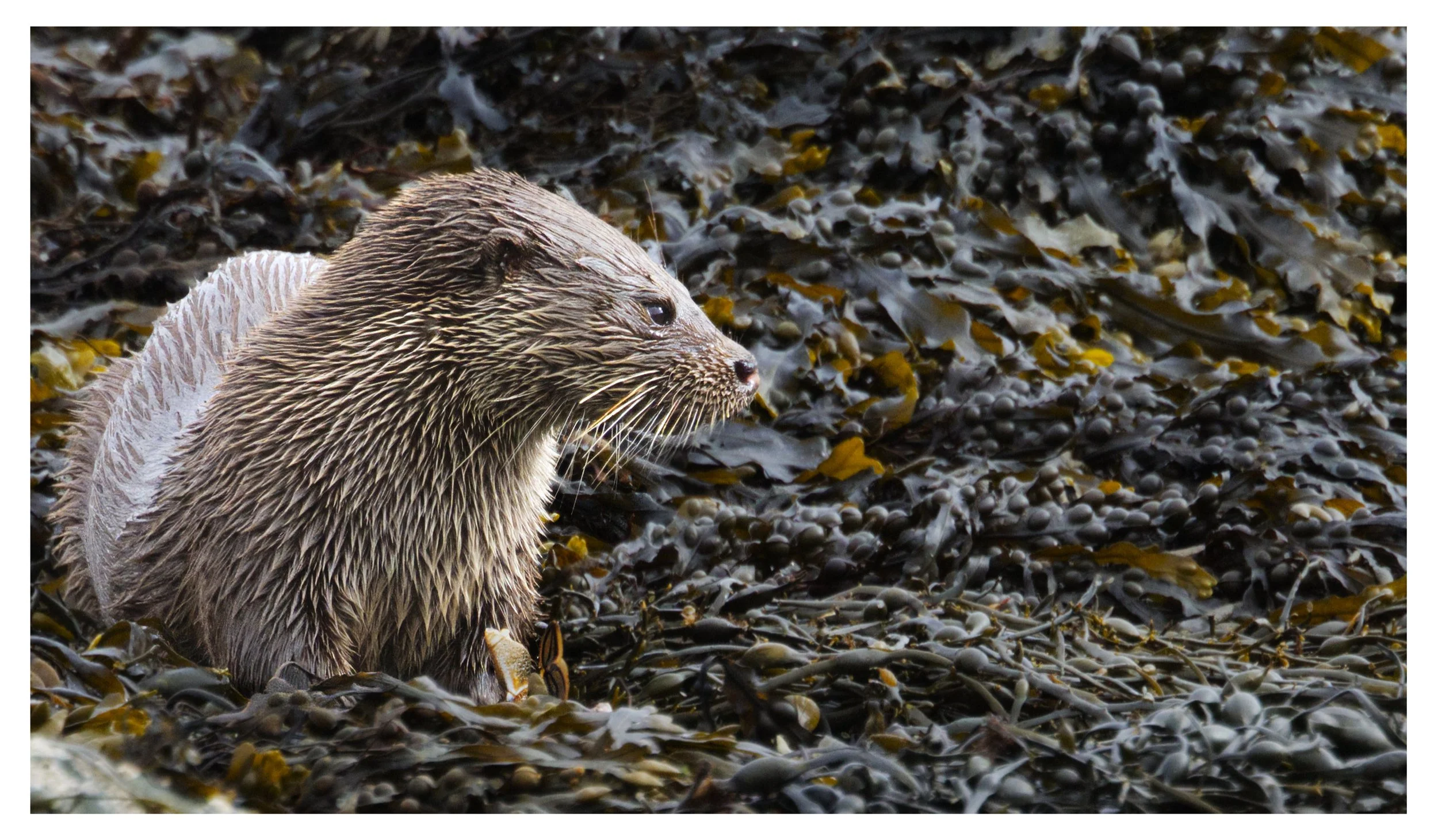 Otter