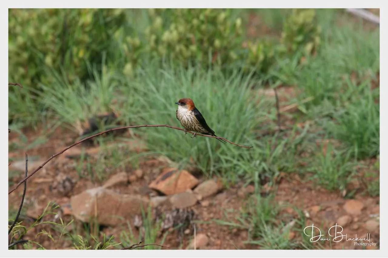 Lesser Stripped Swallow