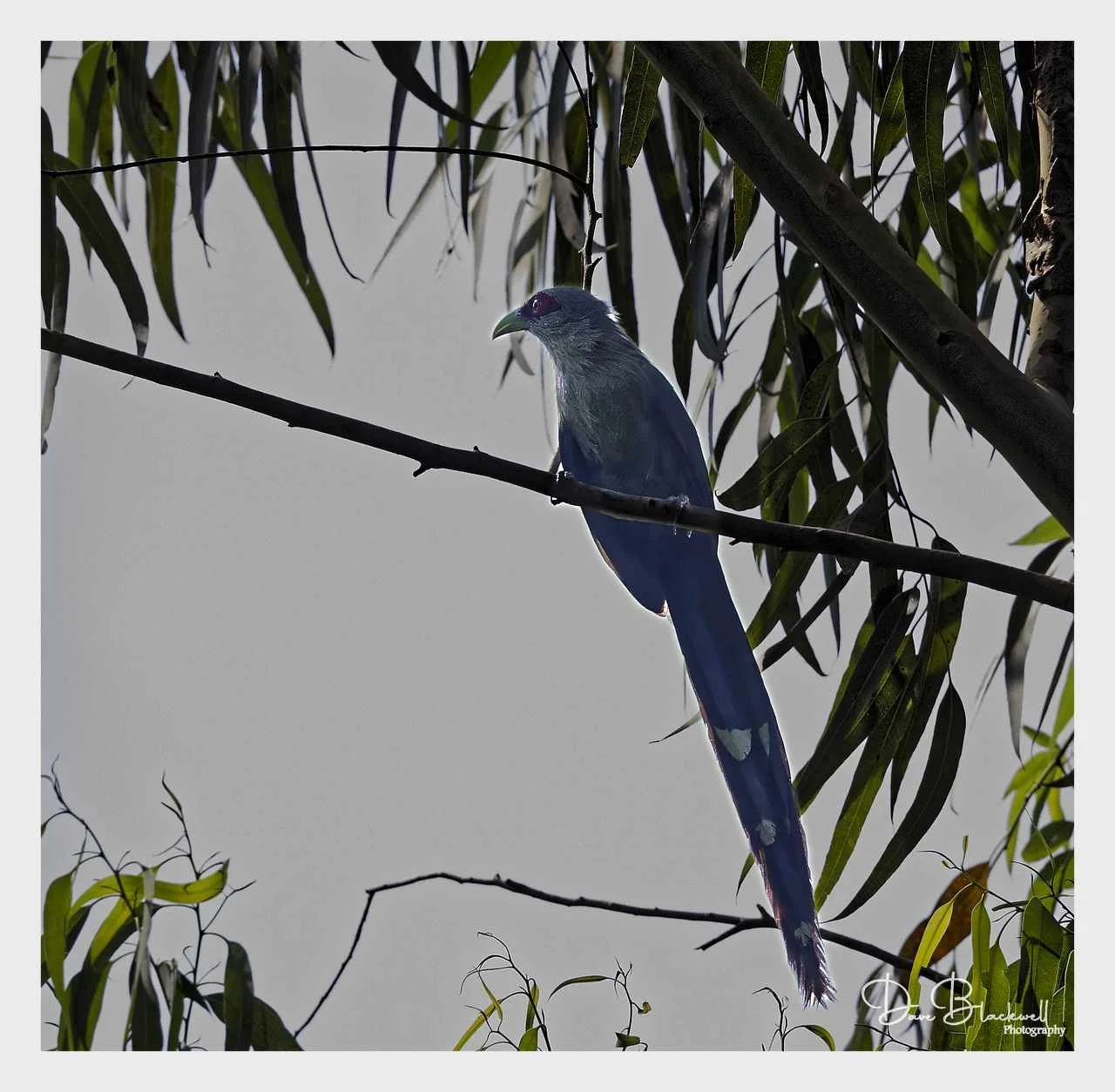 Green Billed Malkoha