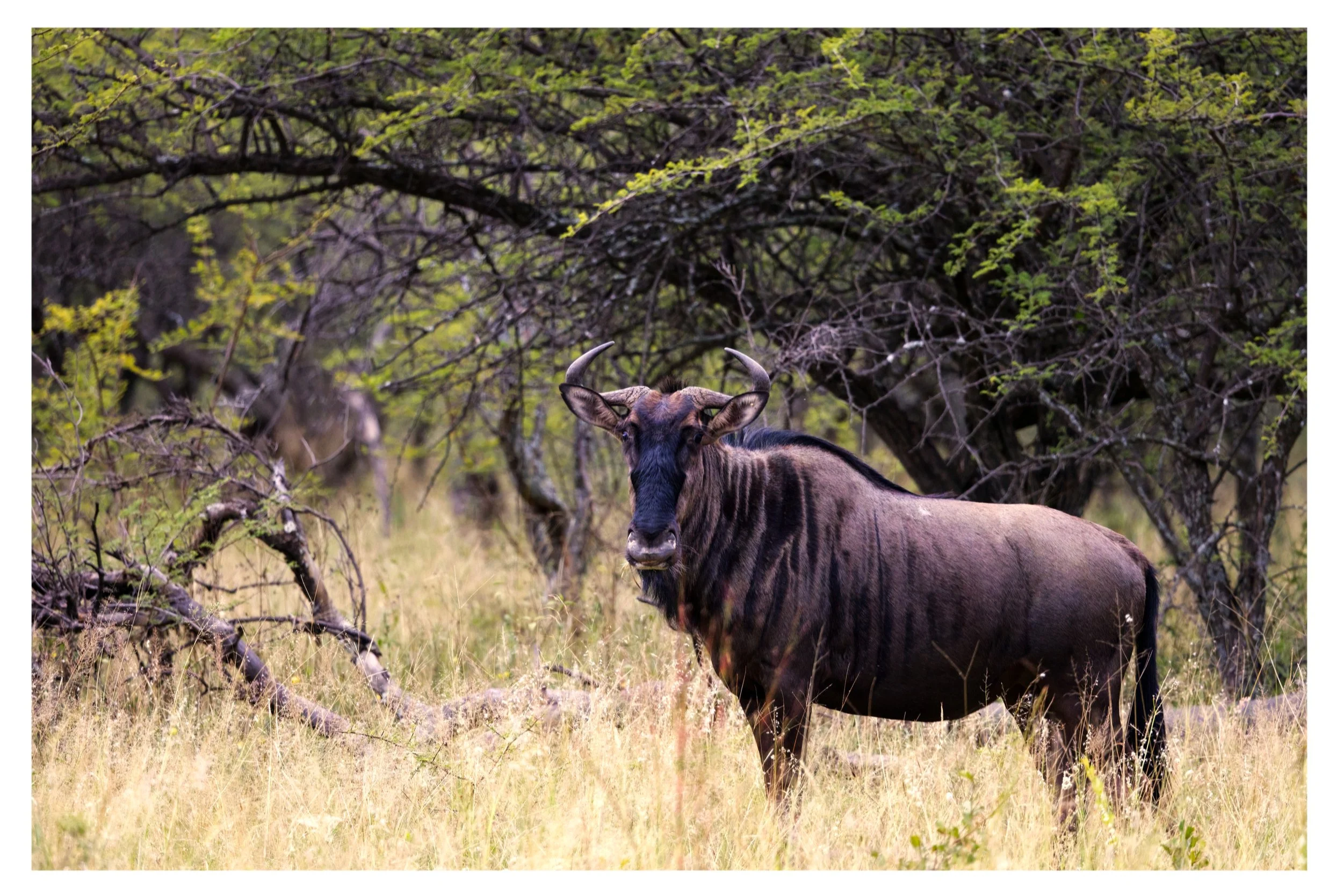 Blue Wildebeast