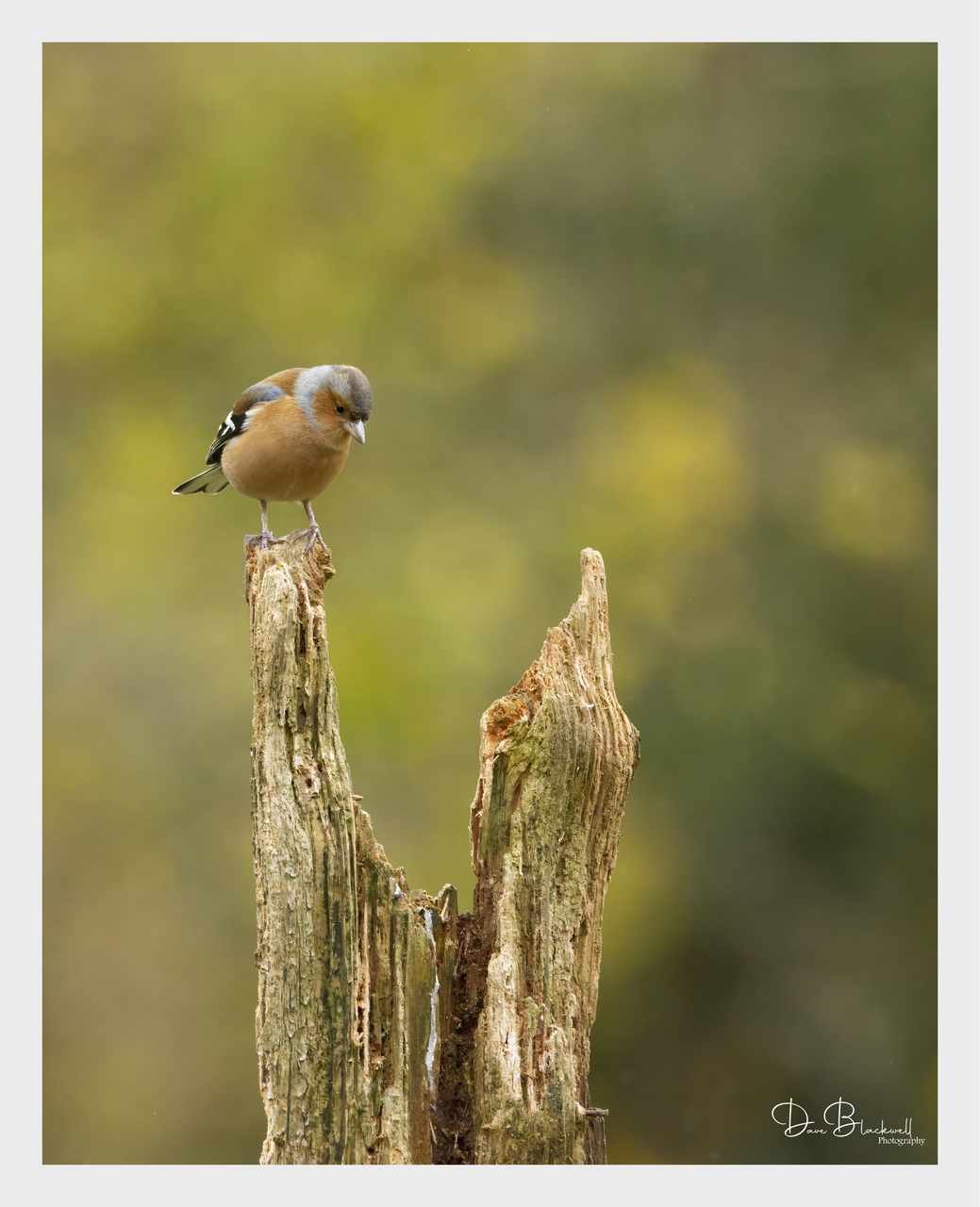 Chaffinch (male)