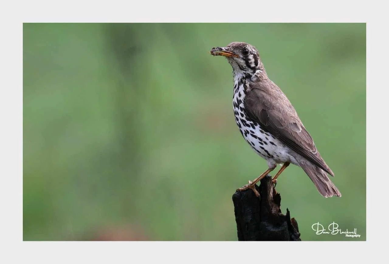 Ground thrush