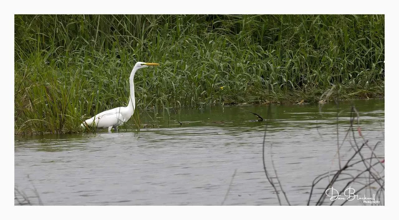Great White Egret