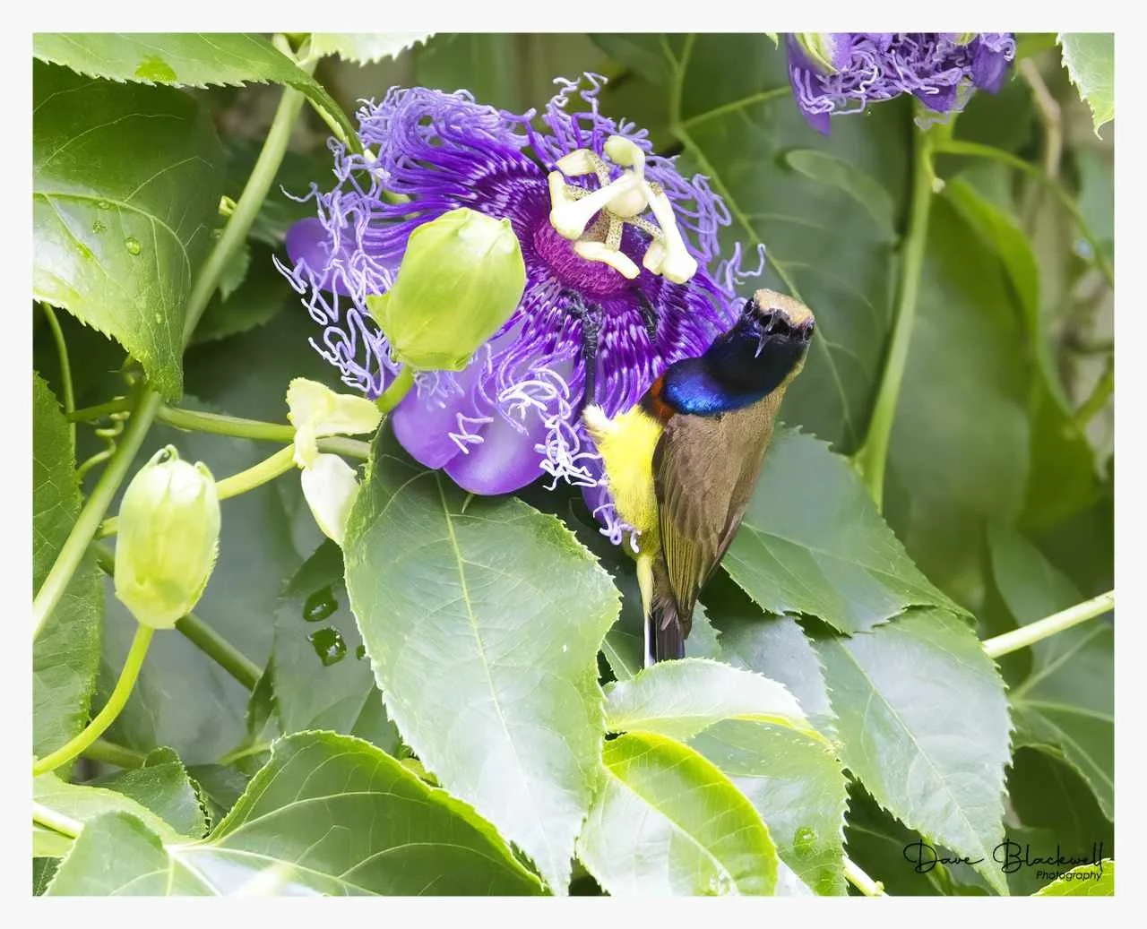 Ornate Sunbird (male)