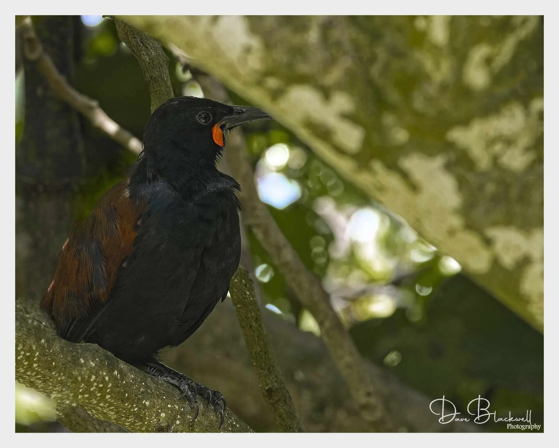North island Saddleback