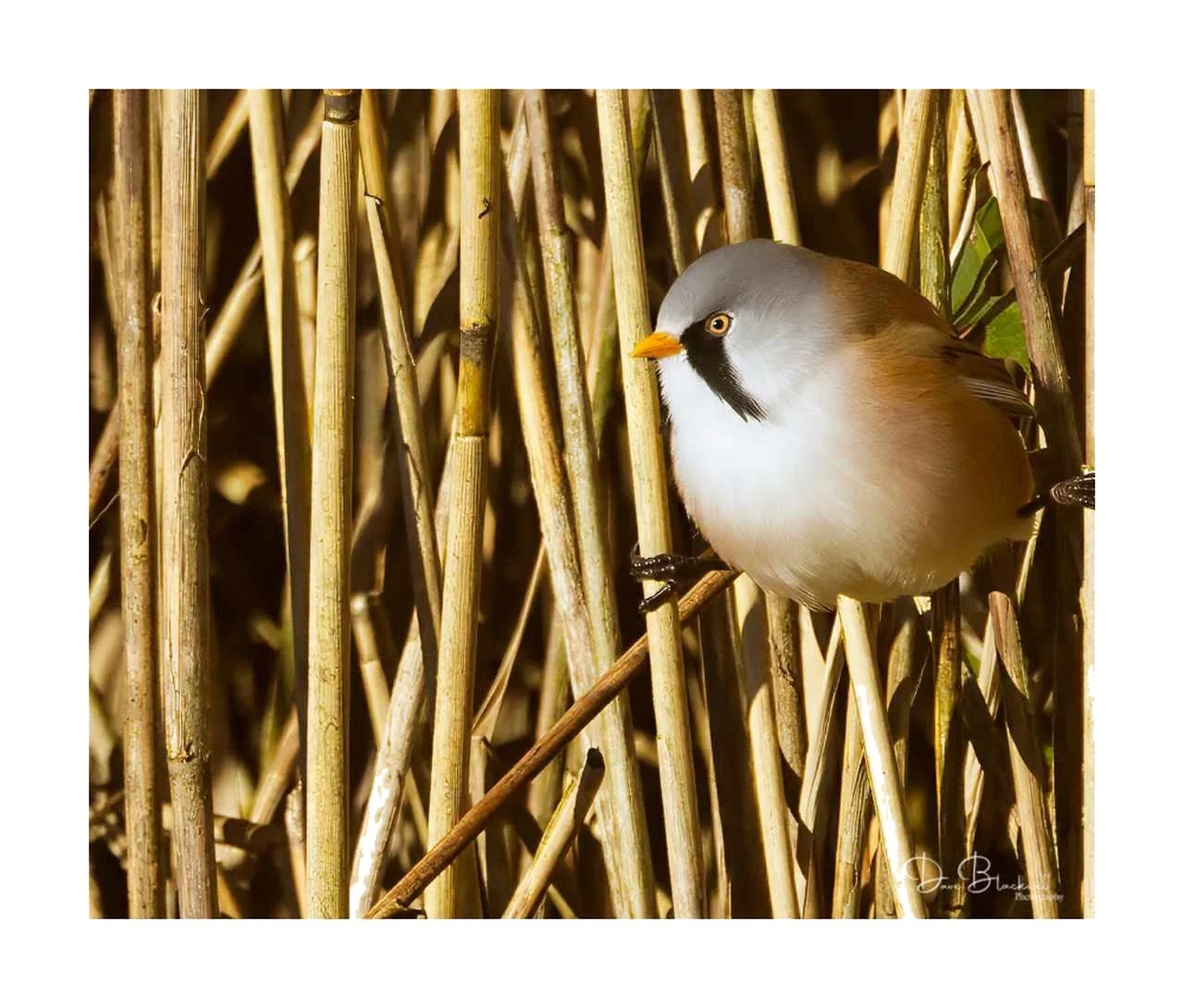 Bearded Reedling (Male)