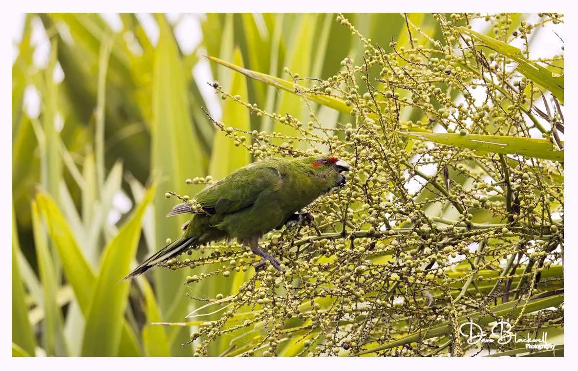 Red Crowned Parakeet