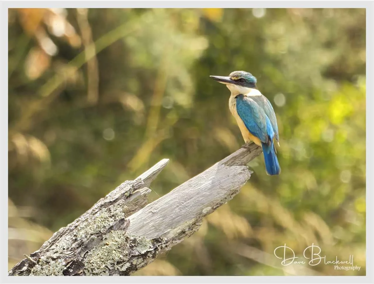 Sacred Kingfisher