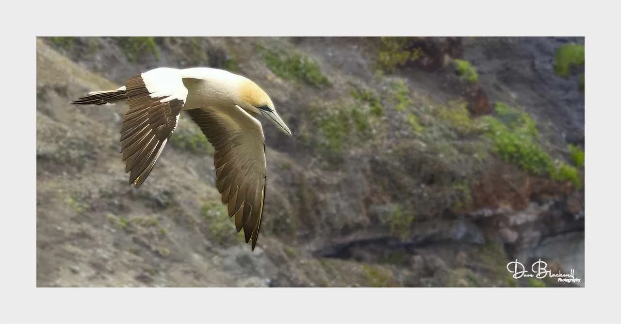Southern Gannet