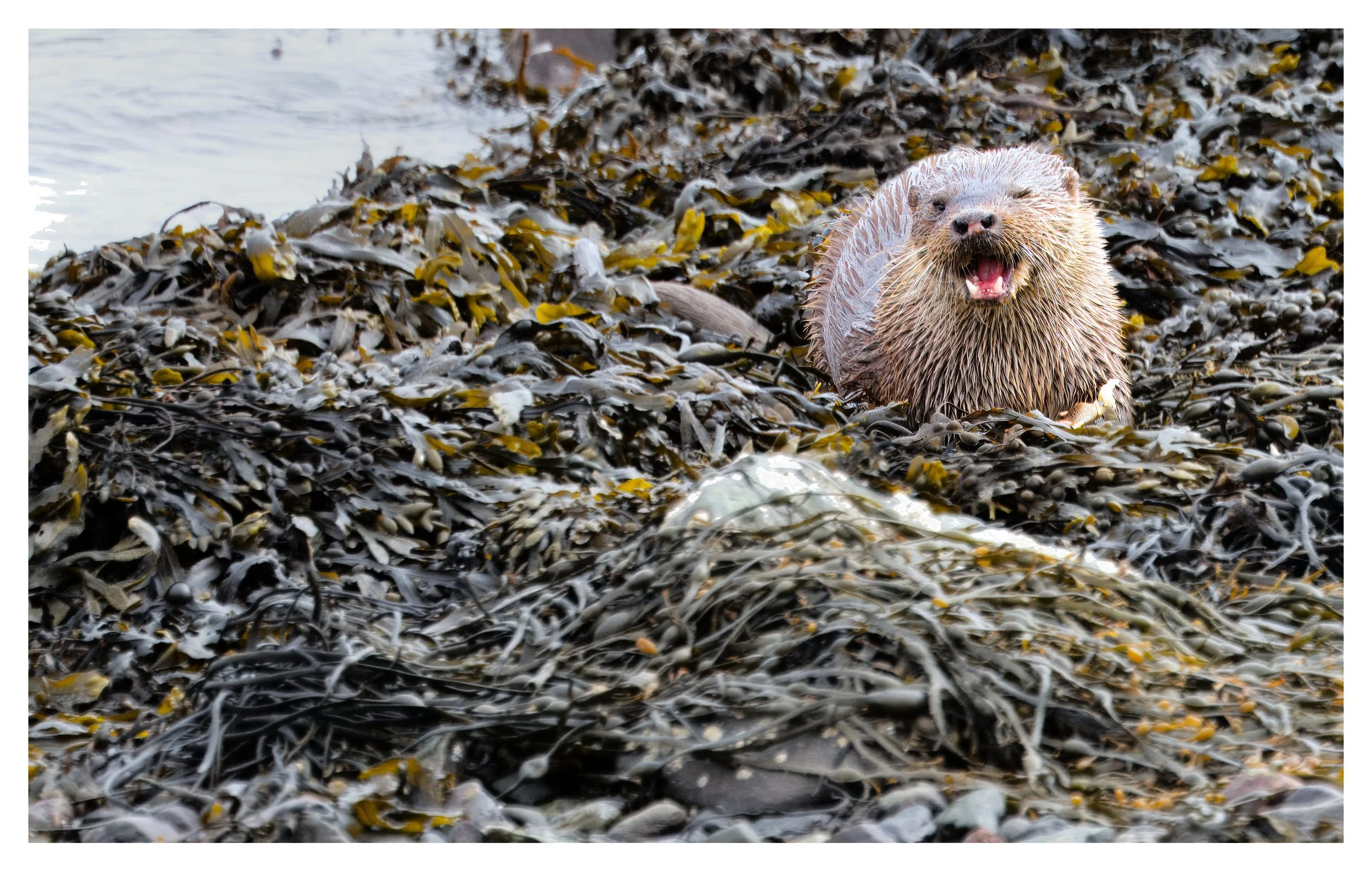 Otter