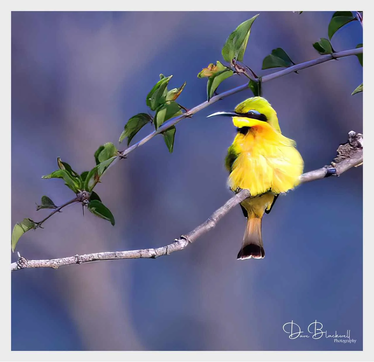 Little Bee Eater