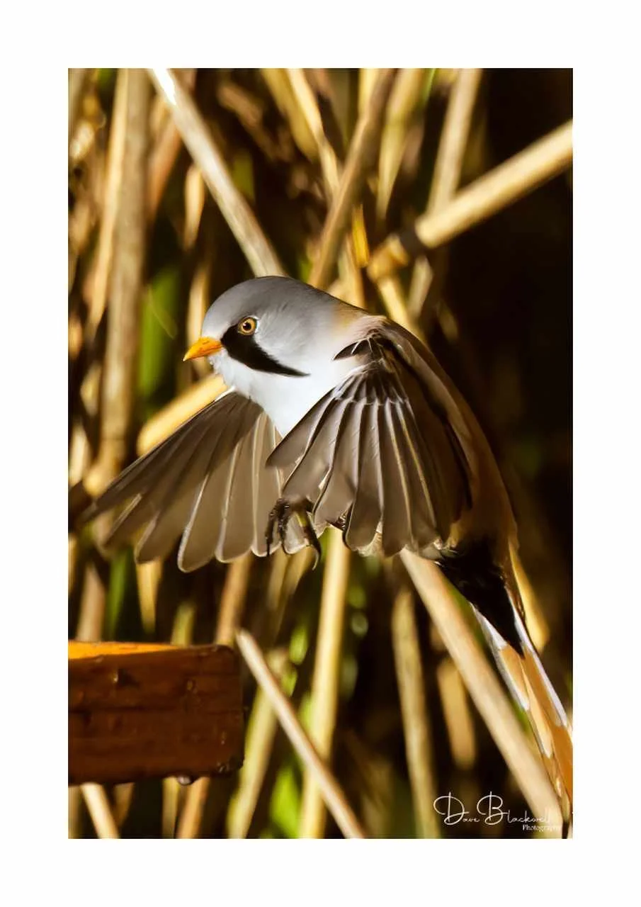 Bearded Reedling (Male)