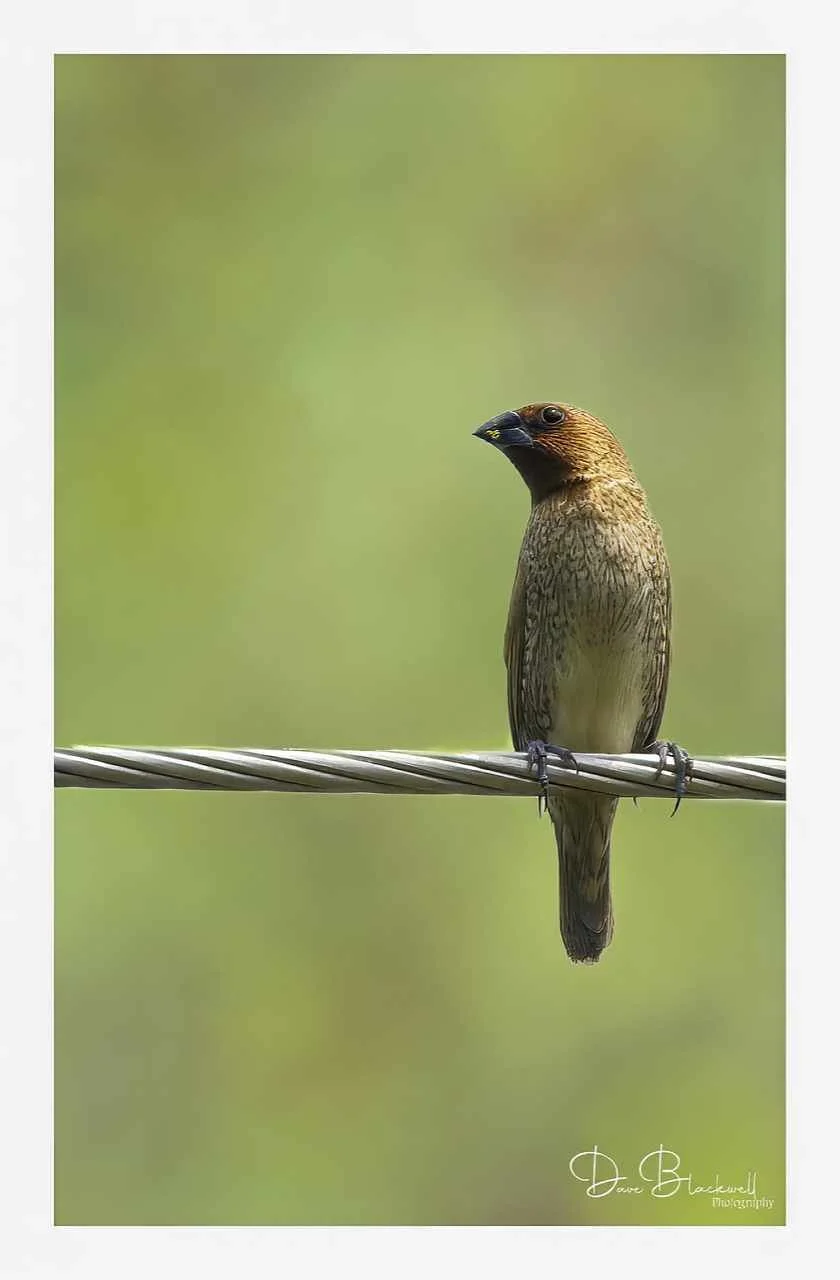 Scaly Breasted Munia
