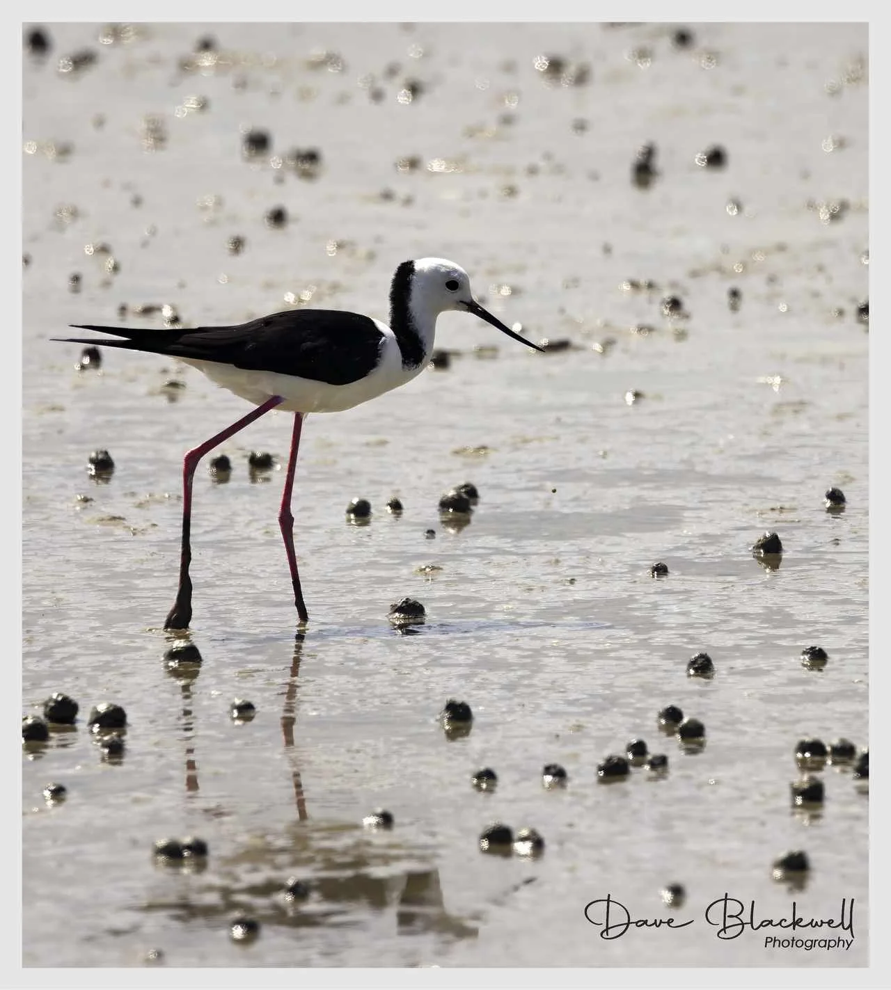 Pied Stilt