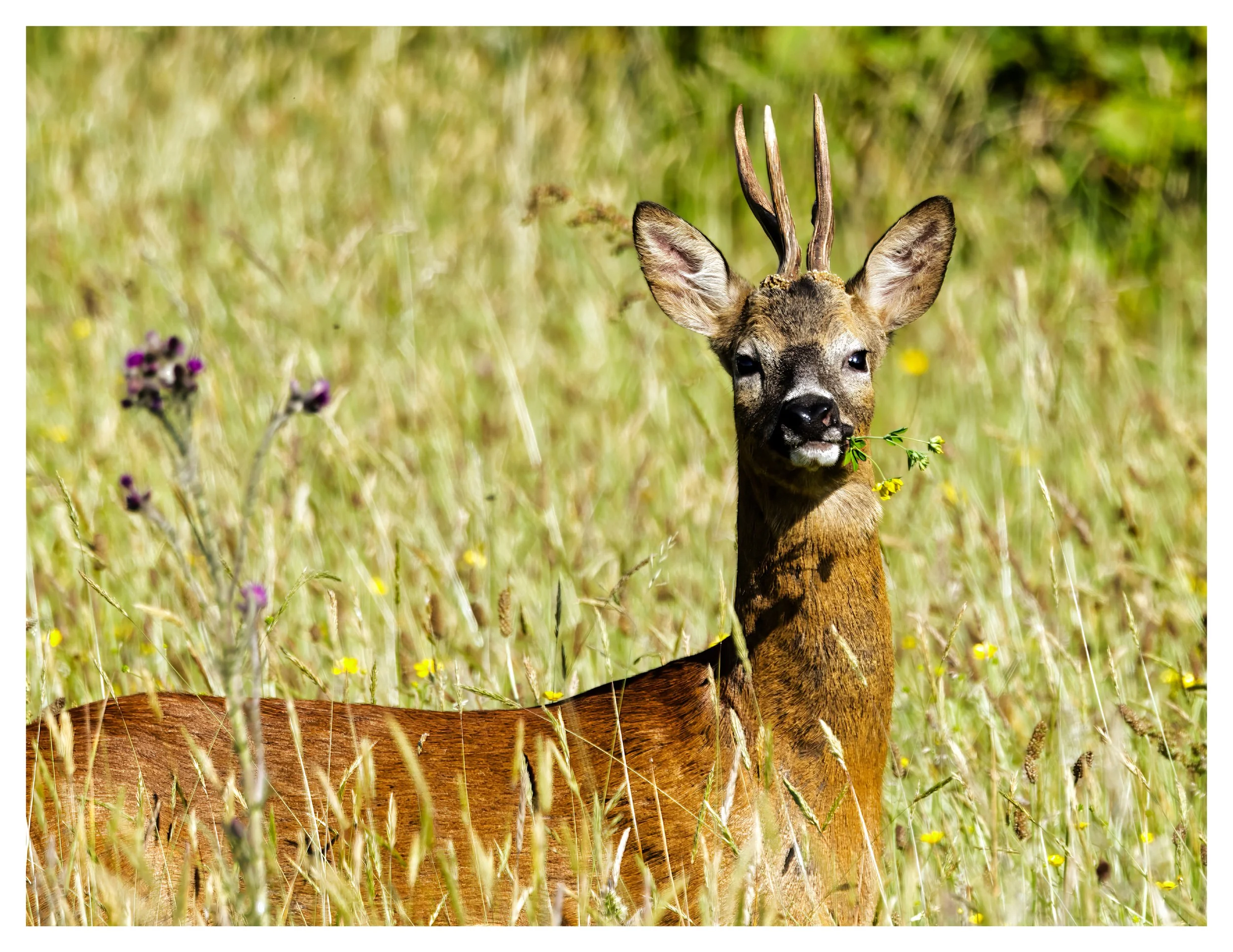 Roe Deer