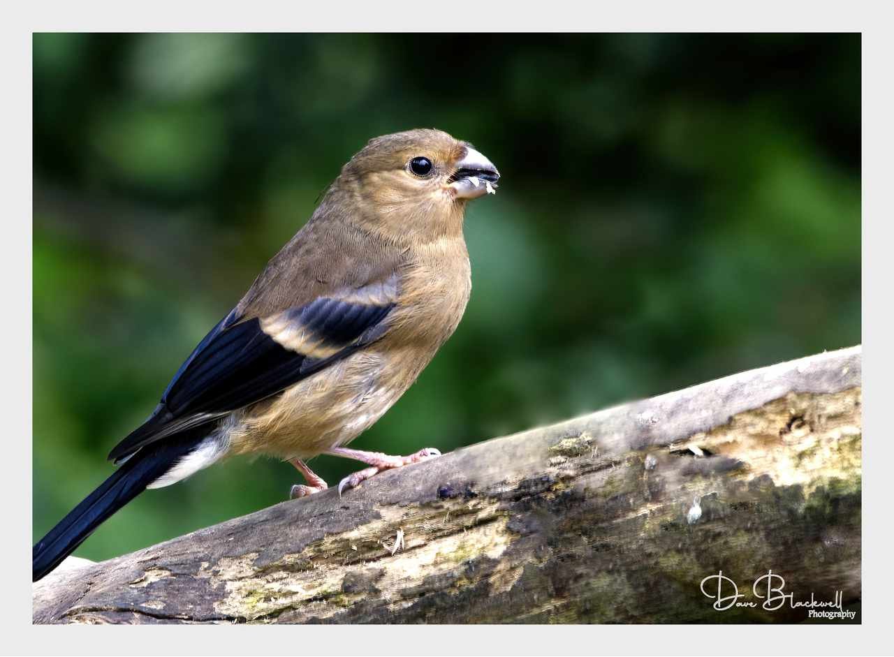 Bull Finch (Female)