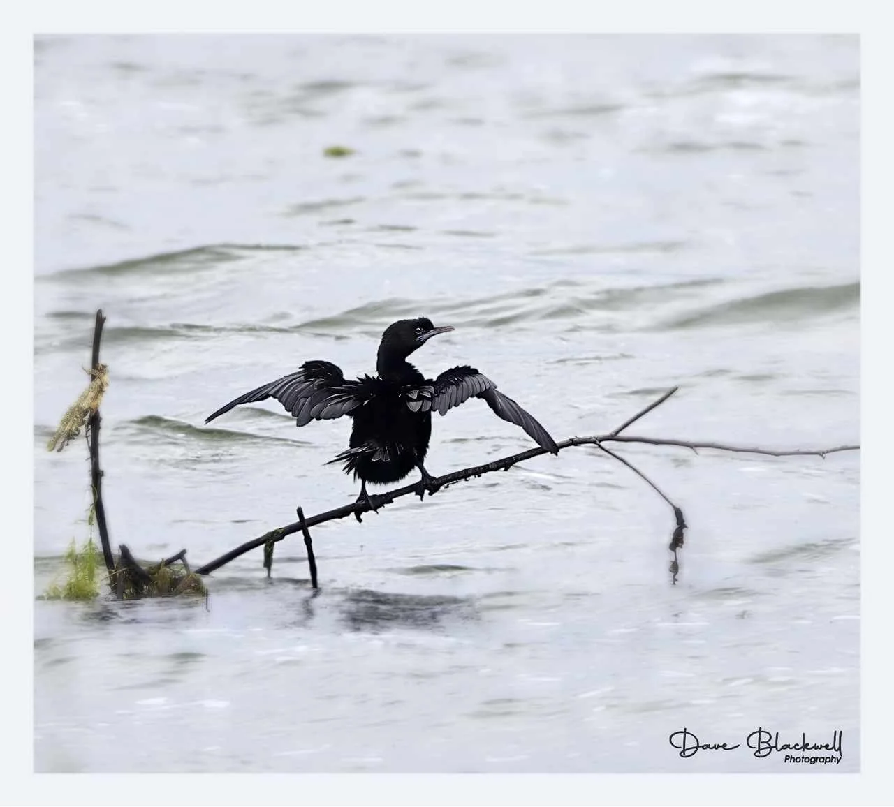 Little Cormorant