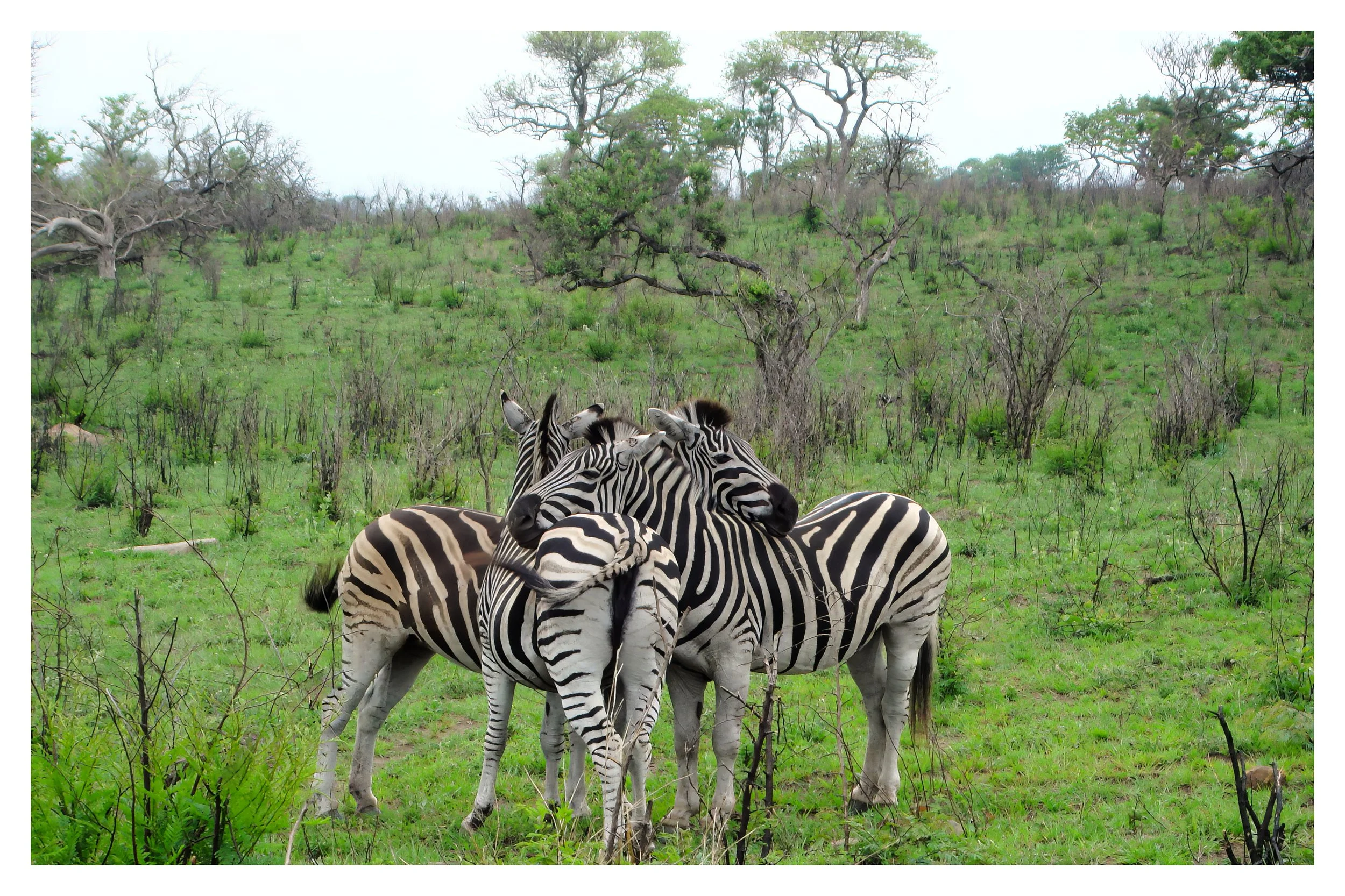 Plains Zebra Keeping Watch