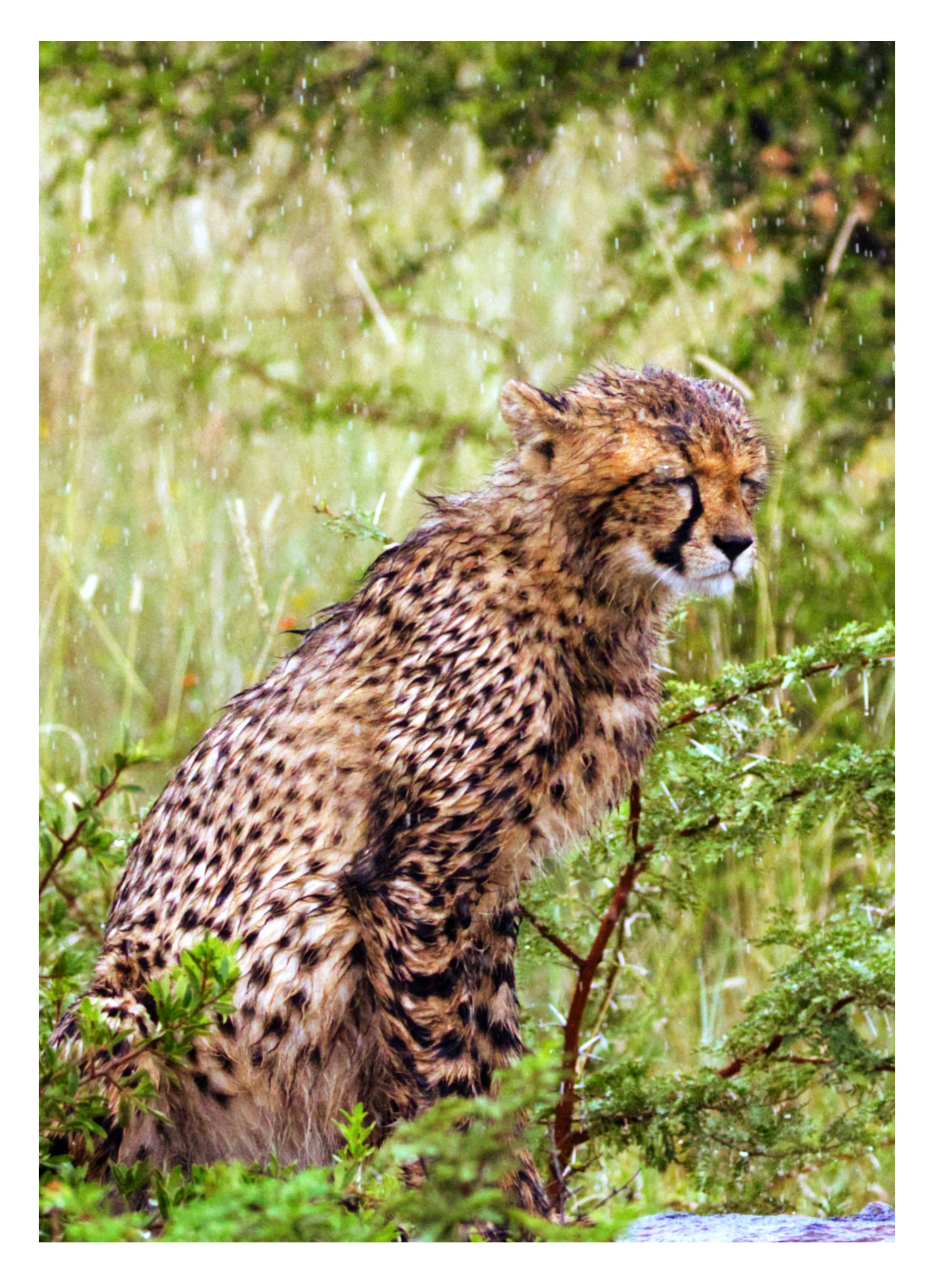 Cheetah Cubs are not fond of rain!