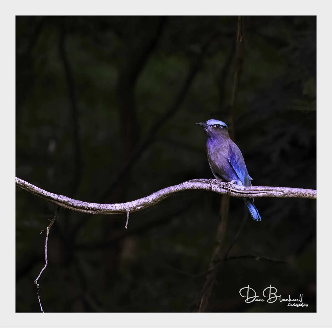 Indian Roller