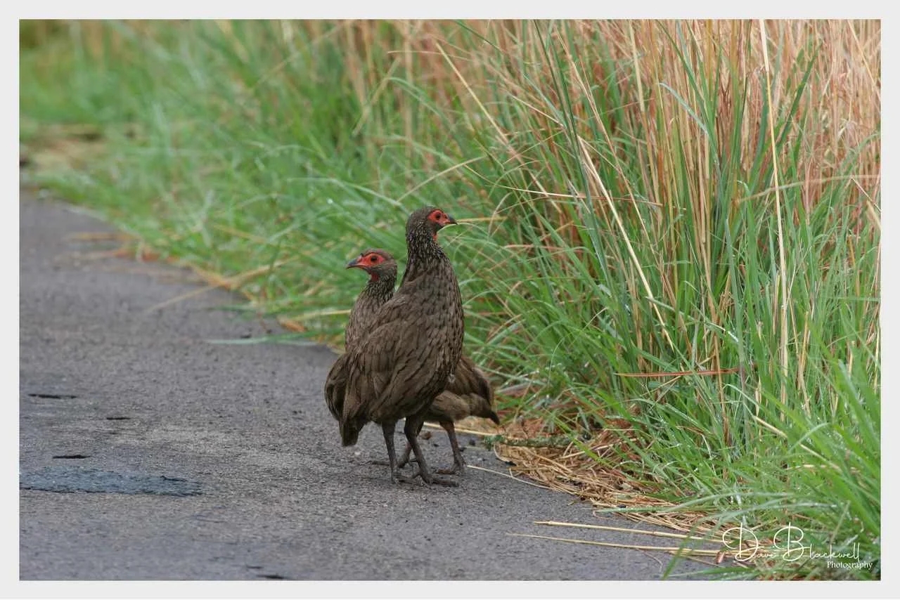 Swainson's Spurfowl
