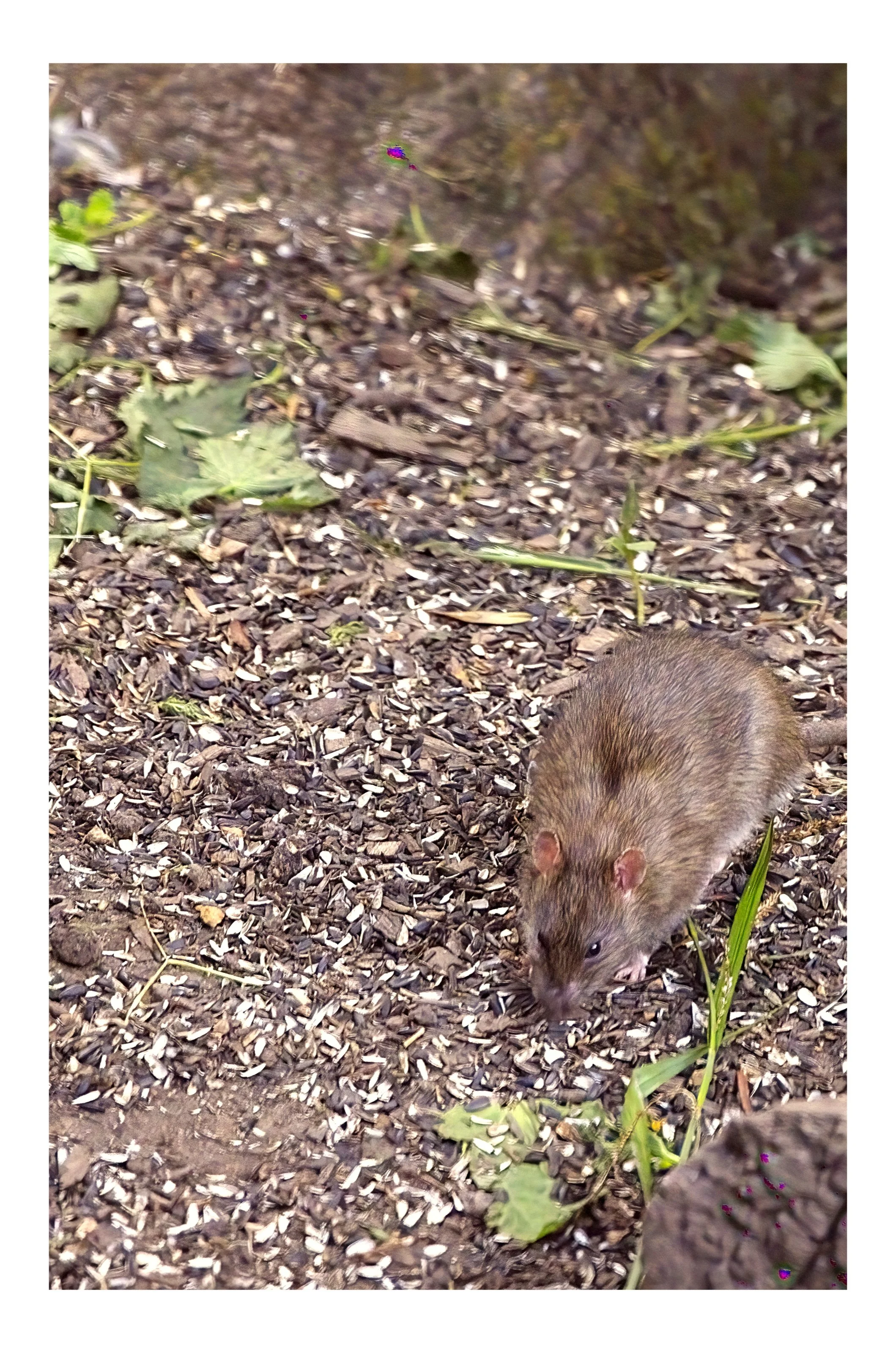 Brown rat