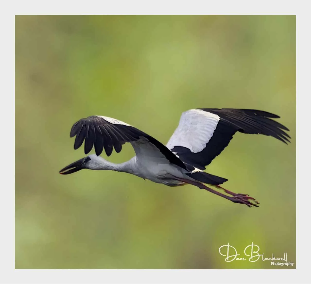 Asian Open Billed Stork