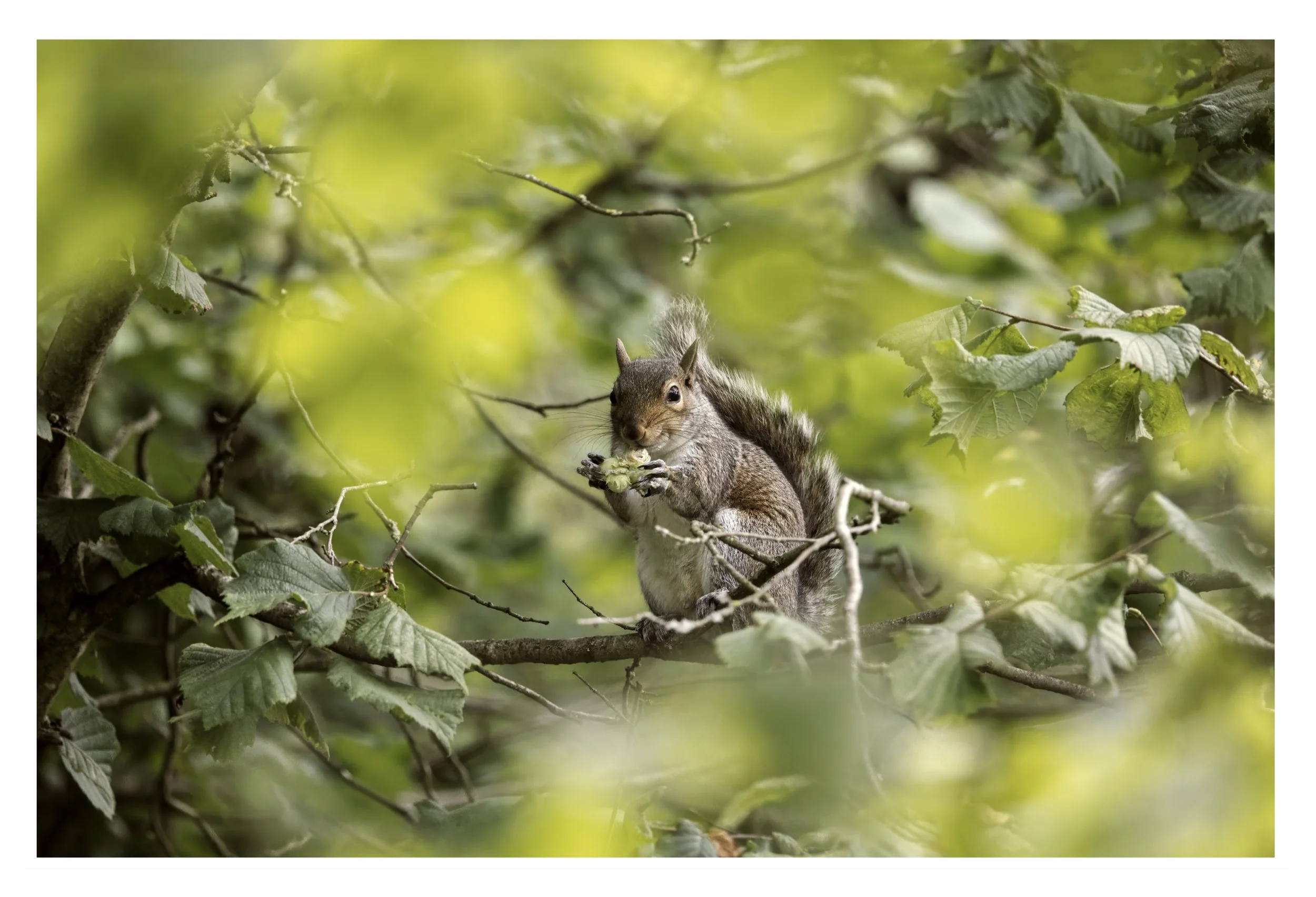 Grey Squirrel eating Acorns