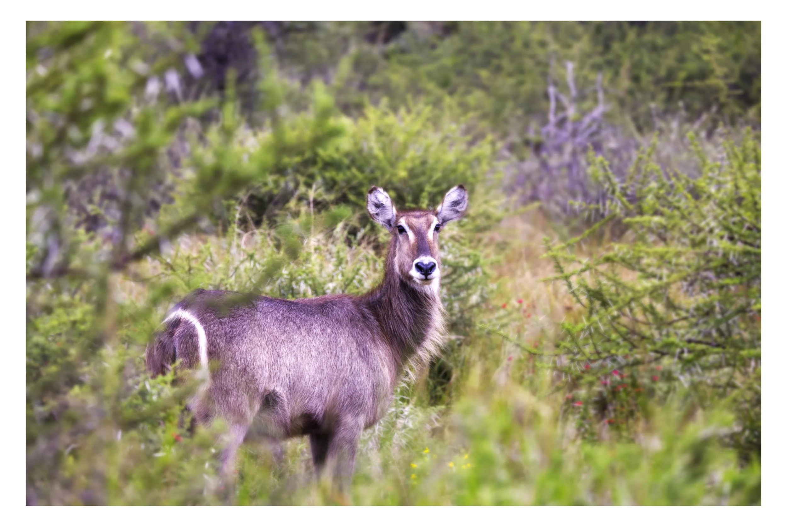 Waterbuck