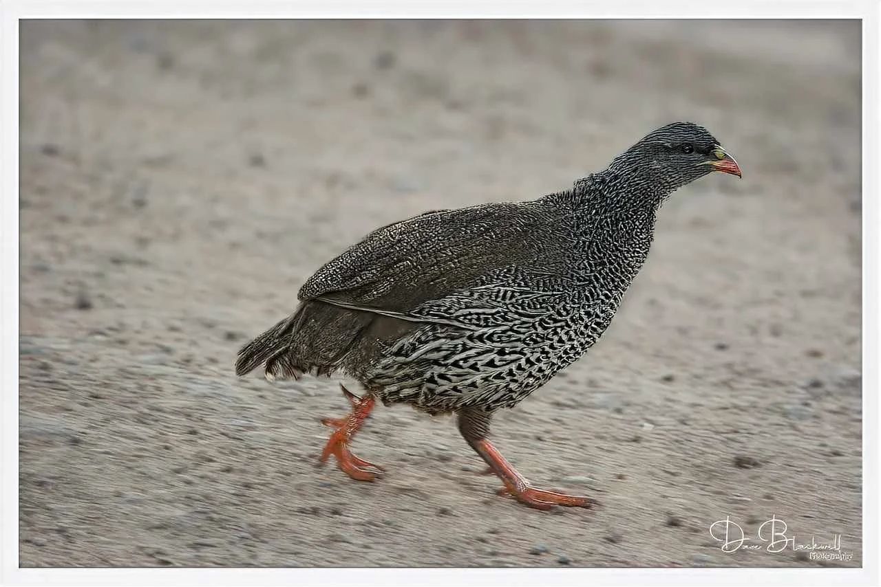 Natal spur fowl