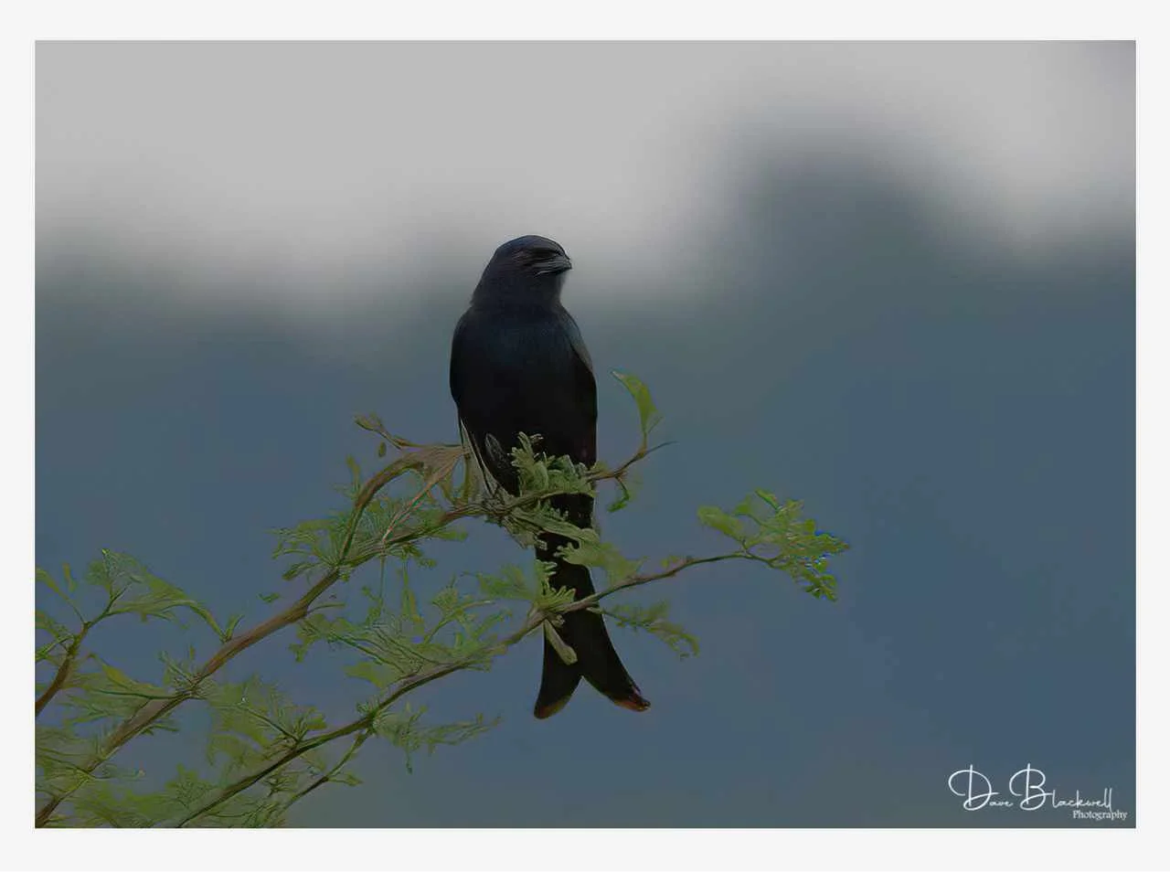 Drongo