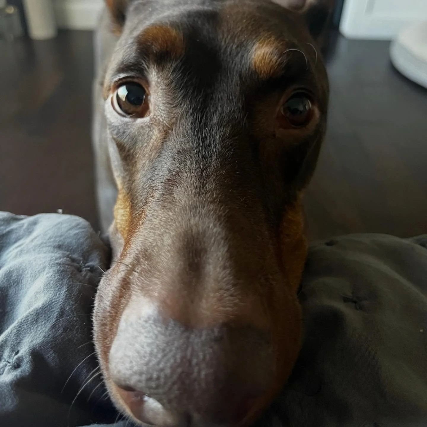 More cuddles please 🤭 or else I&rsquo;ll sit here and have a stare off 👀