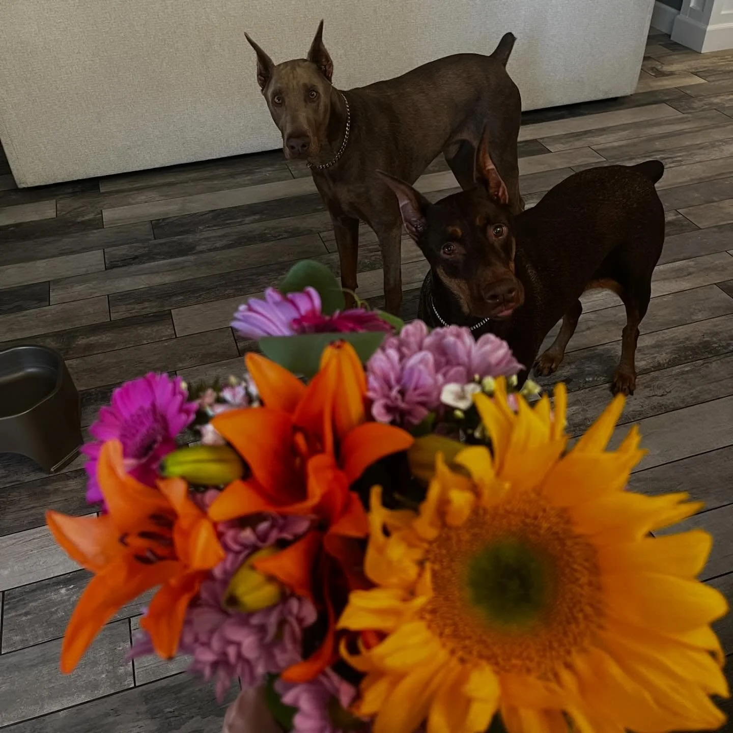Building bridges where it matters most&mdash;between healing, connection, and community. 🤍🐾

At Fur &amp; Feelings, we&rsquo;re here to strengthen the bond between people and animals, creating spaces of support, compassion, and growth. Together, we