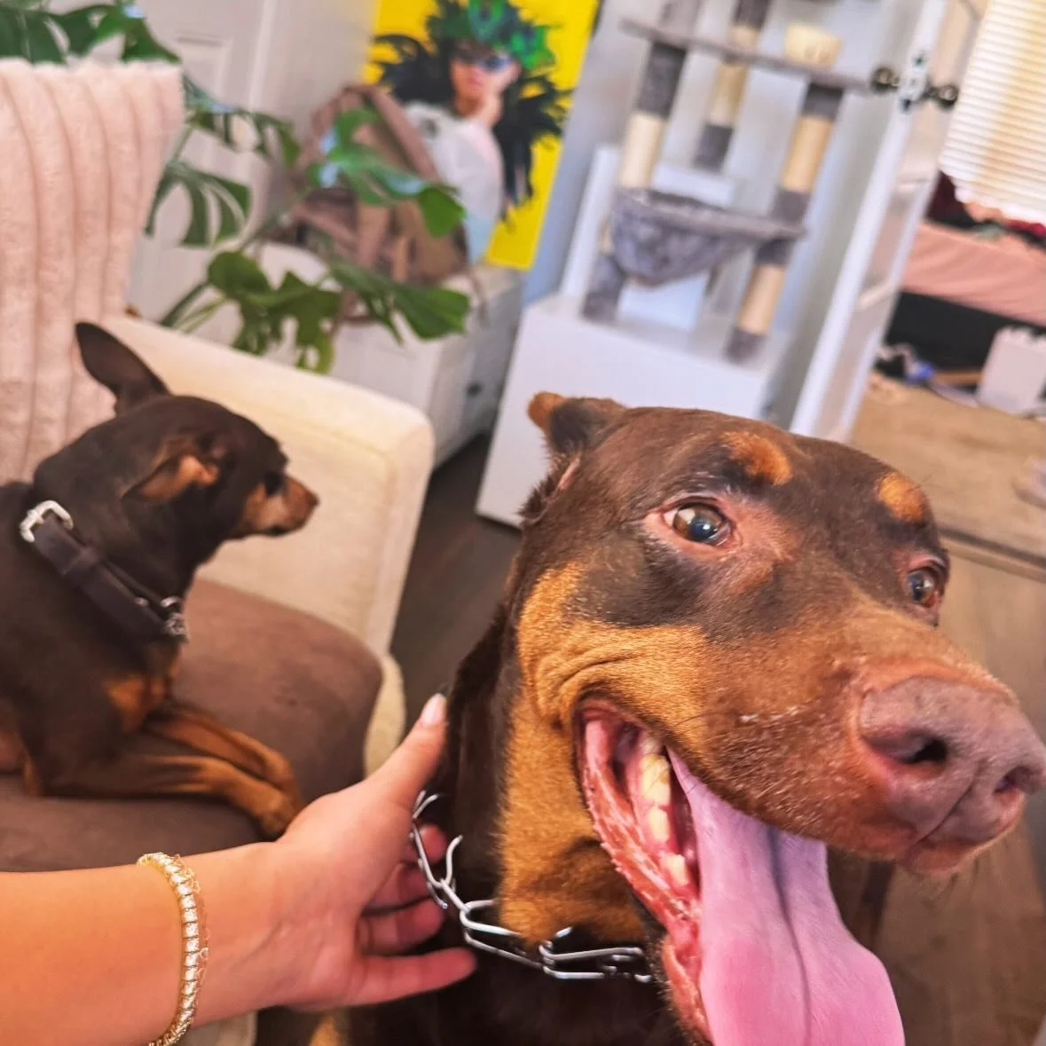 It&rsquo;s FRIYAY ✨

Kiki &amp; Nala wish everyone a great day because it&rsquo;s a great day to have a great day!

XOXO 💋