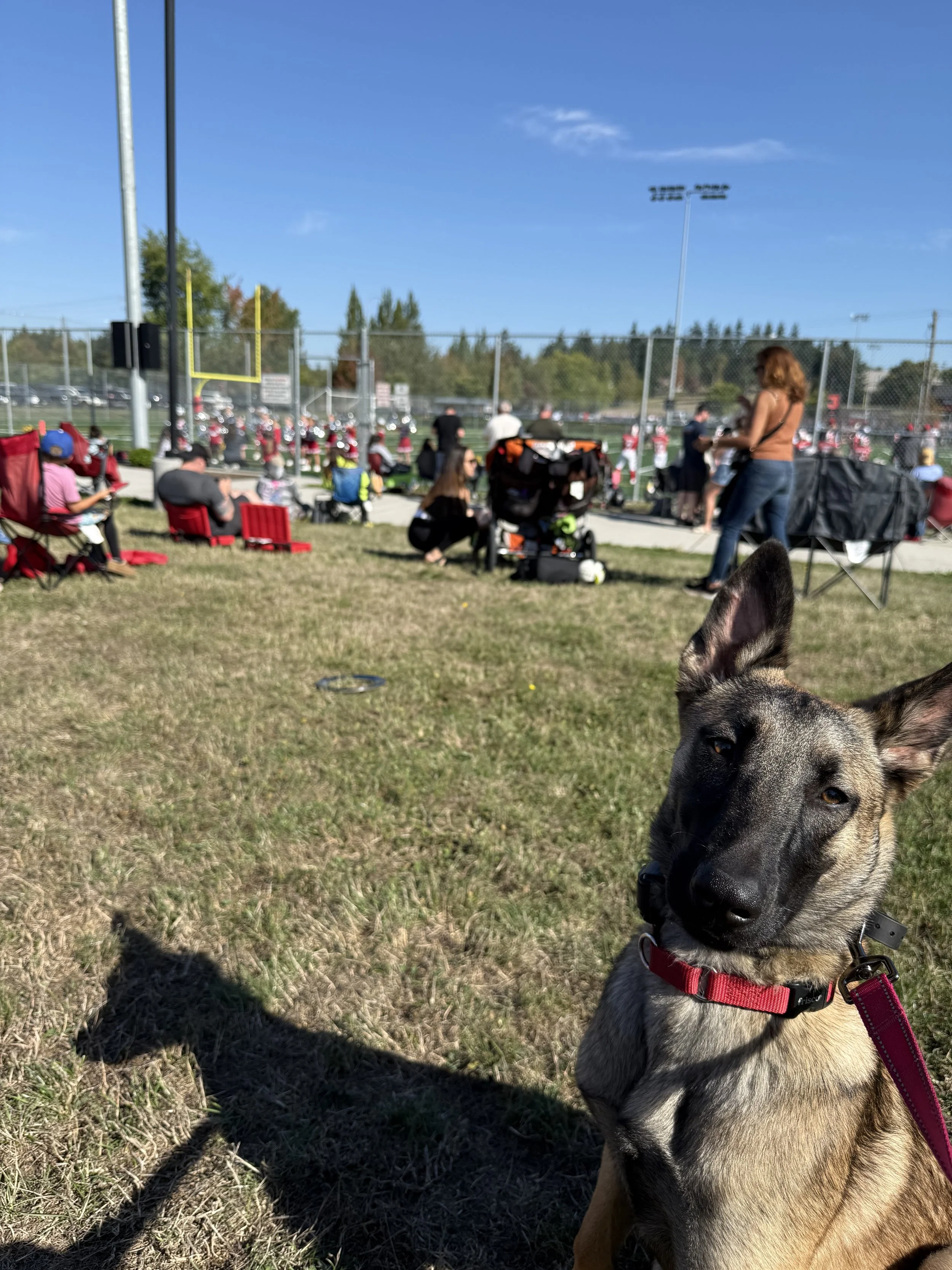 WOOF Foster Daisy working on exposure