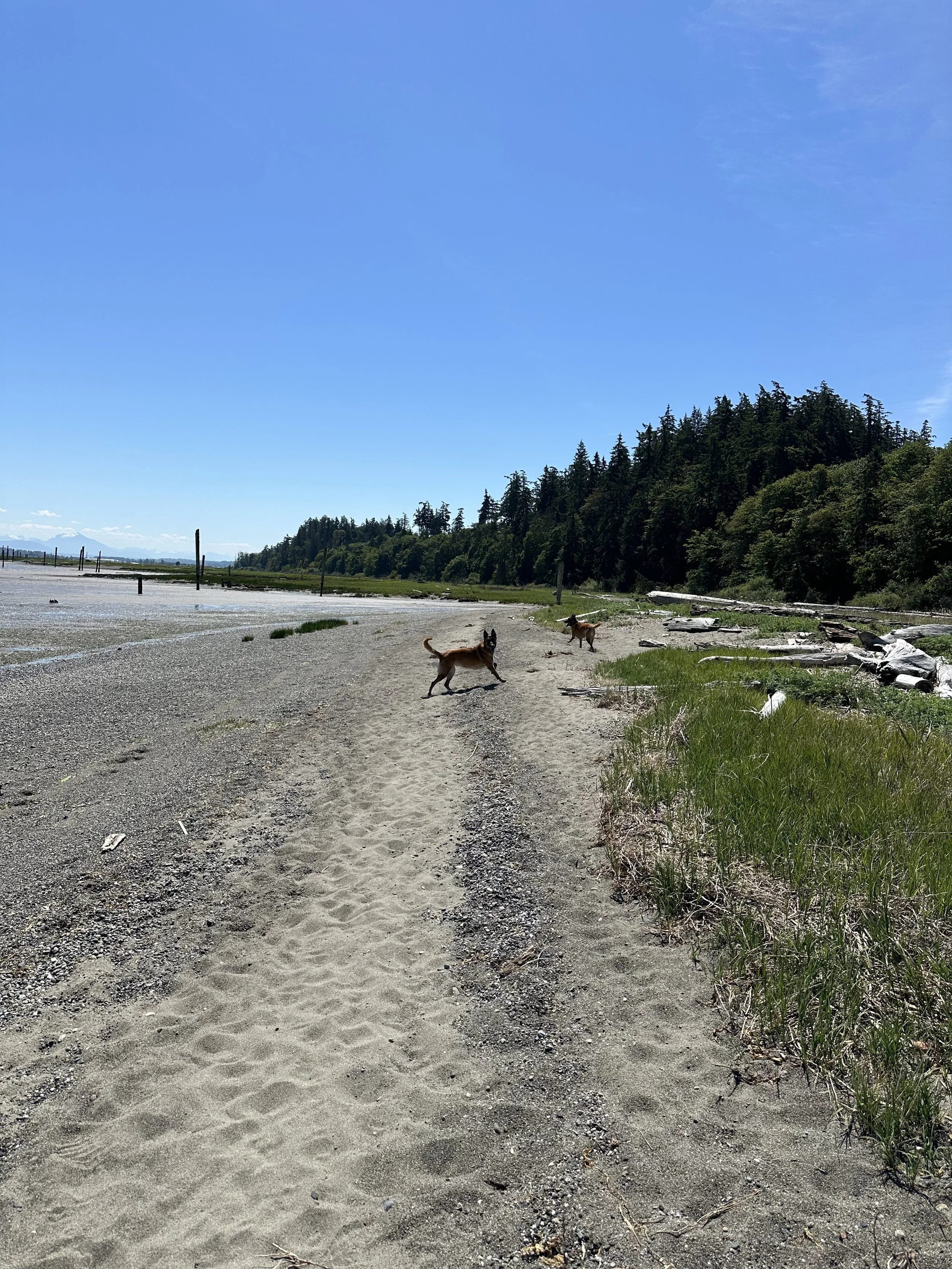 Two dogs playing on a sandy beach near a grassy area with driftwood, with a hillside covered in trees in the background and a clear blue sky above.