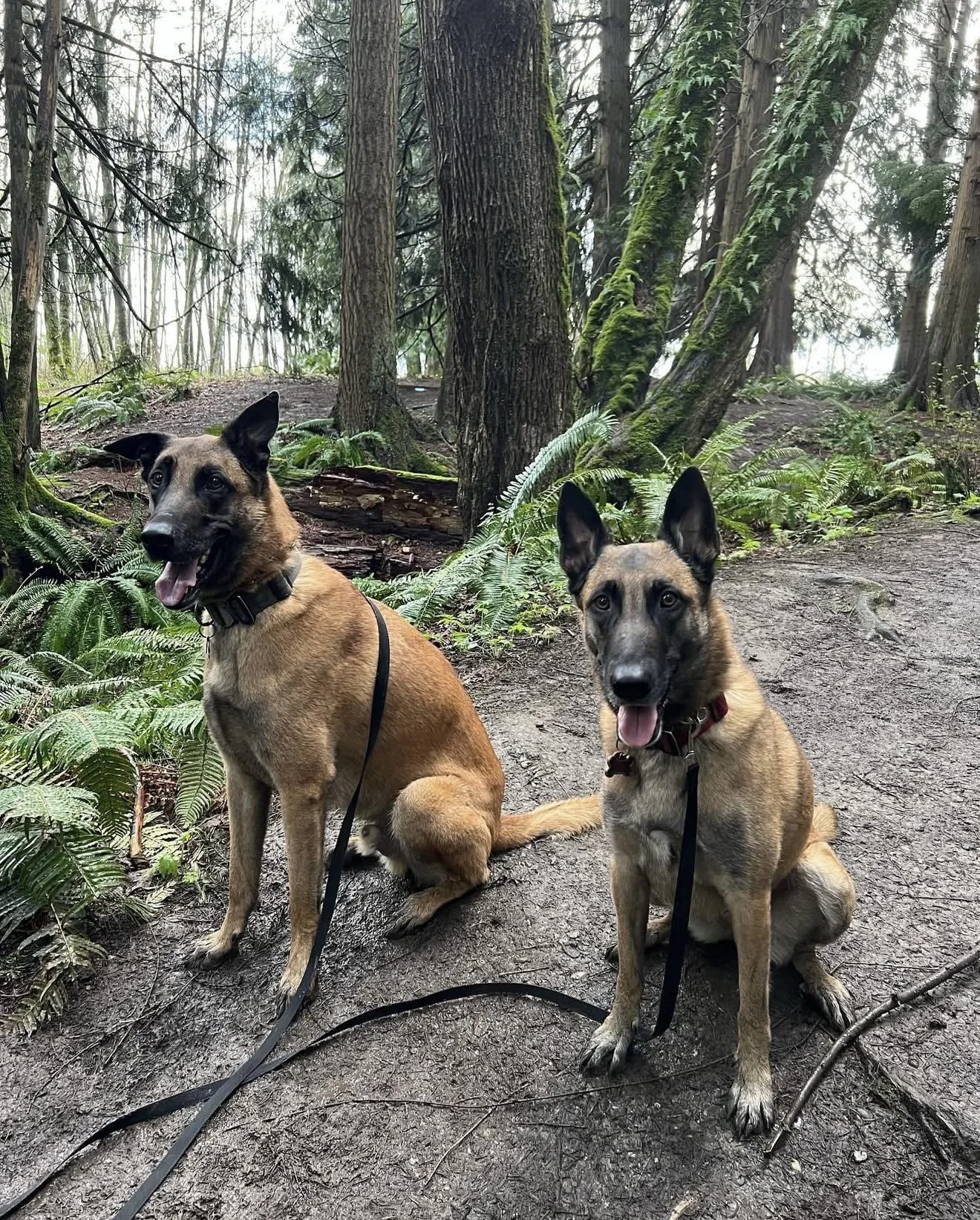 Two tan and black Belgian Malinois dogs sitting on a dirt trail in a lush green forest with tall trees and ferns.