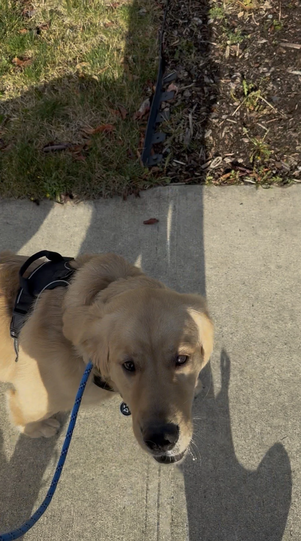 Golden retriever walking leash