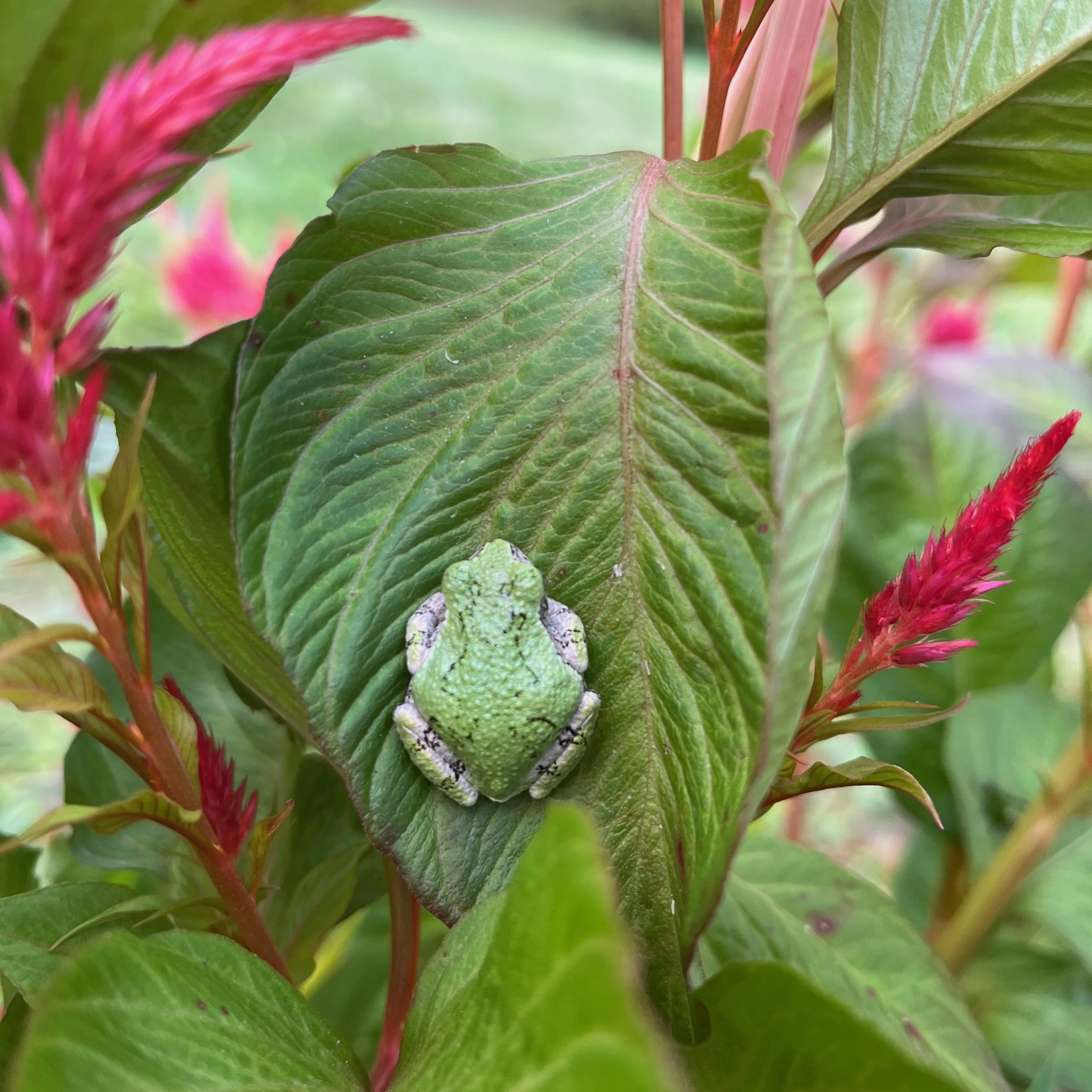 A small green frog resting on a large green leaf among pinkish-red flowering plants.
