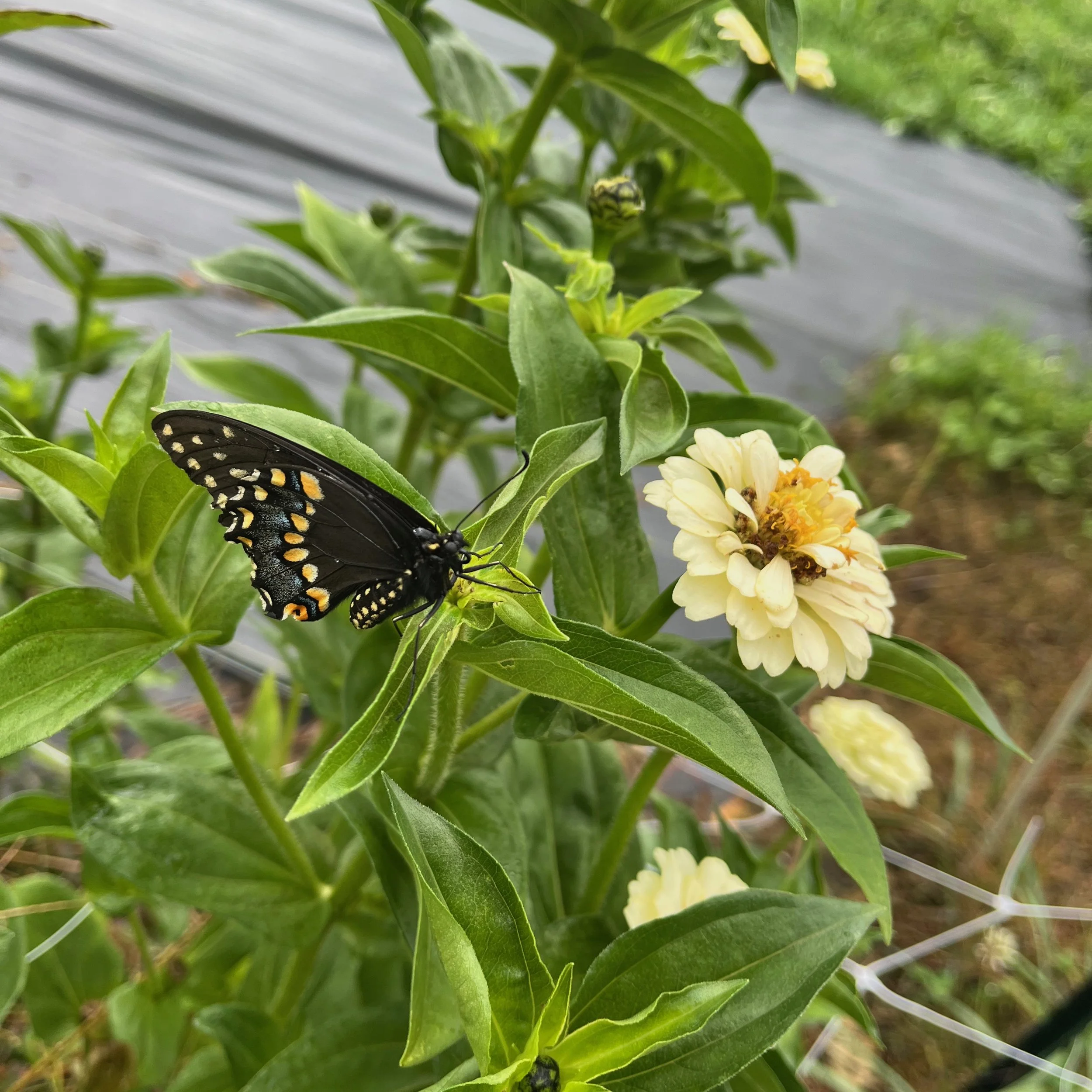 A black butterfly with yellow and white spots resting on a green leaf next to a yellow flower in a garden.