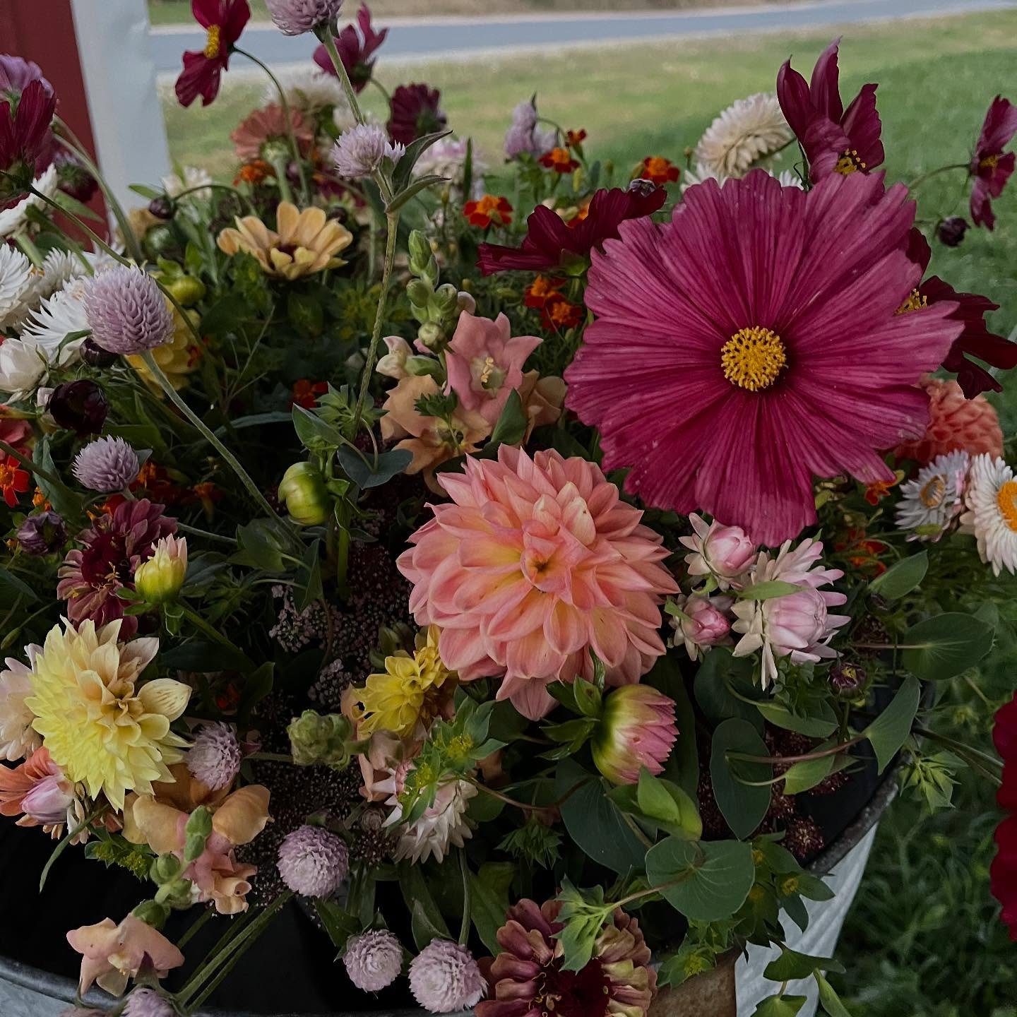 The last of the flowers are out! This pink sky night feels like a fitting evening to put my first flower growing season to bed🌑🌻💗