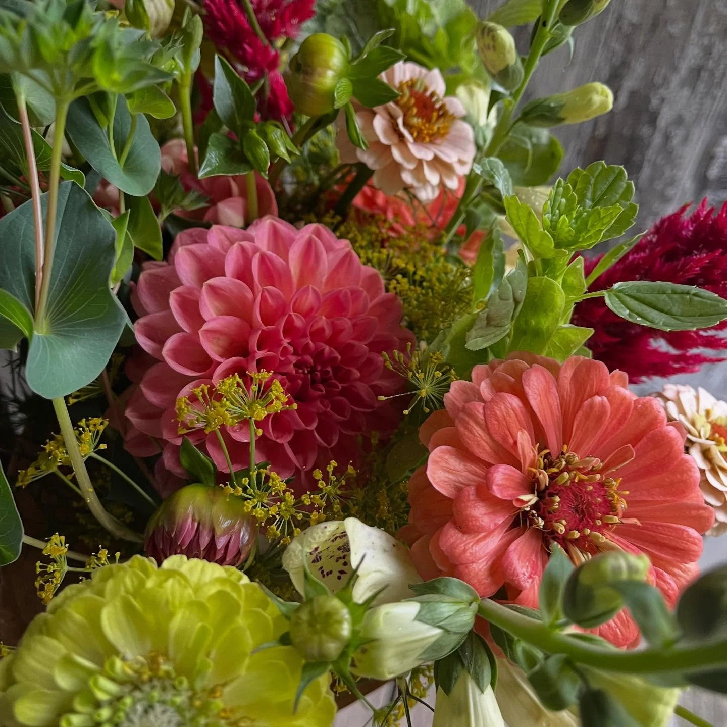 Dahlias for birthday bouquets!💐🎂💖